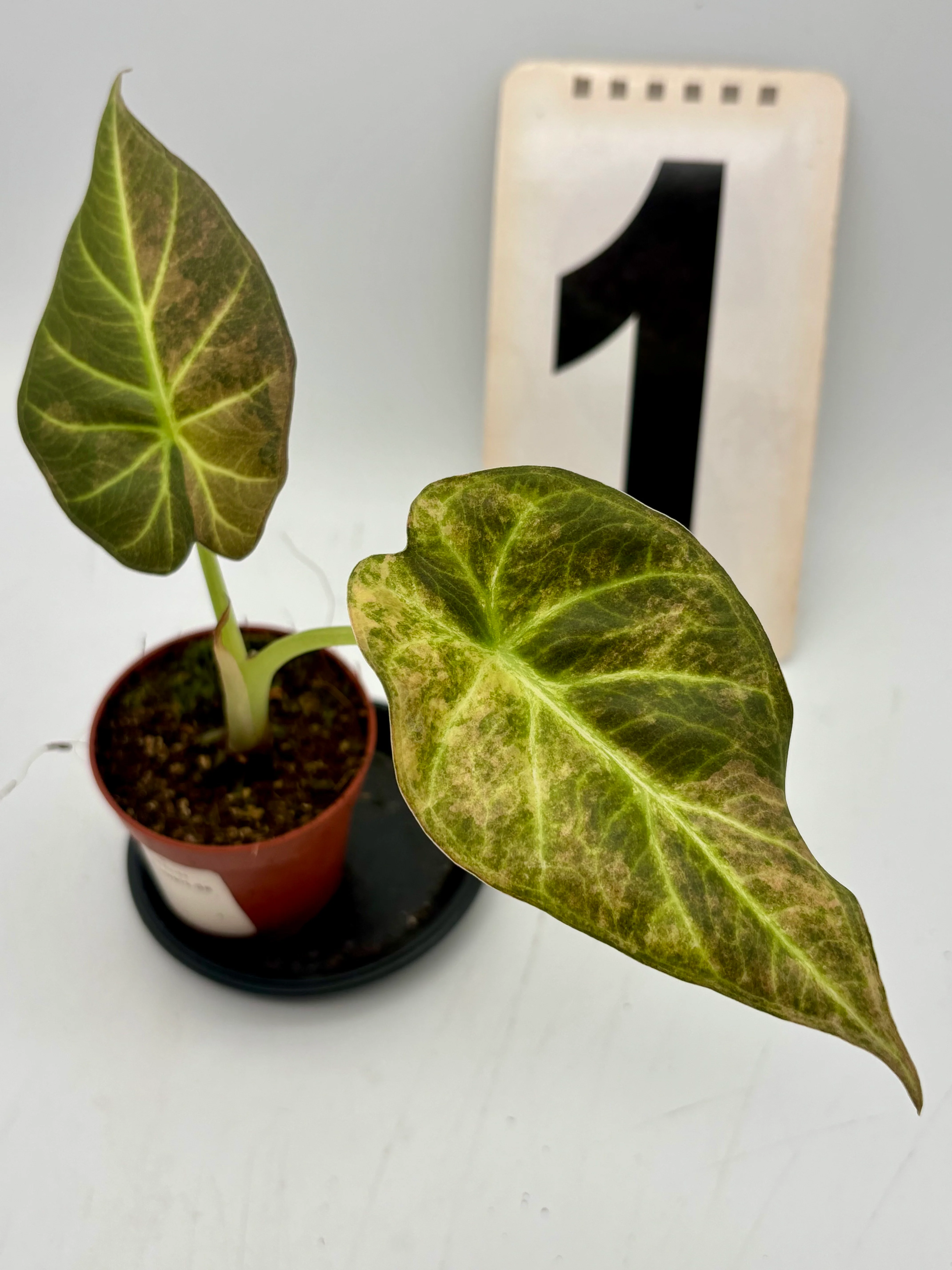 Alocasia Regal Shield Aurea Variegata - Image 2
