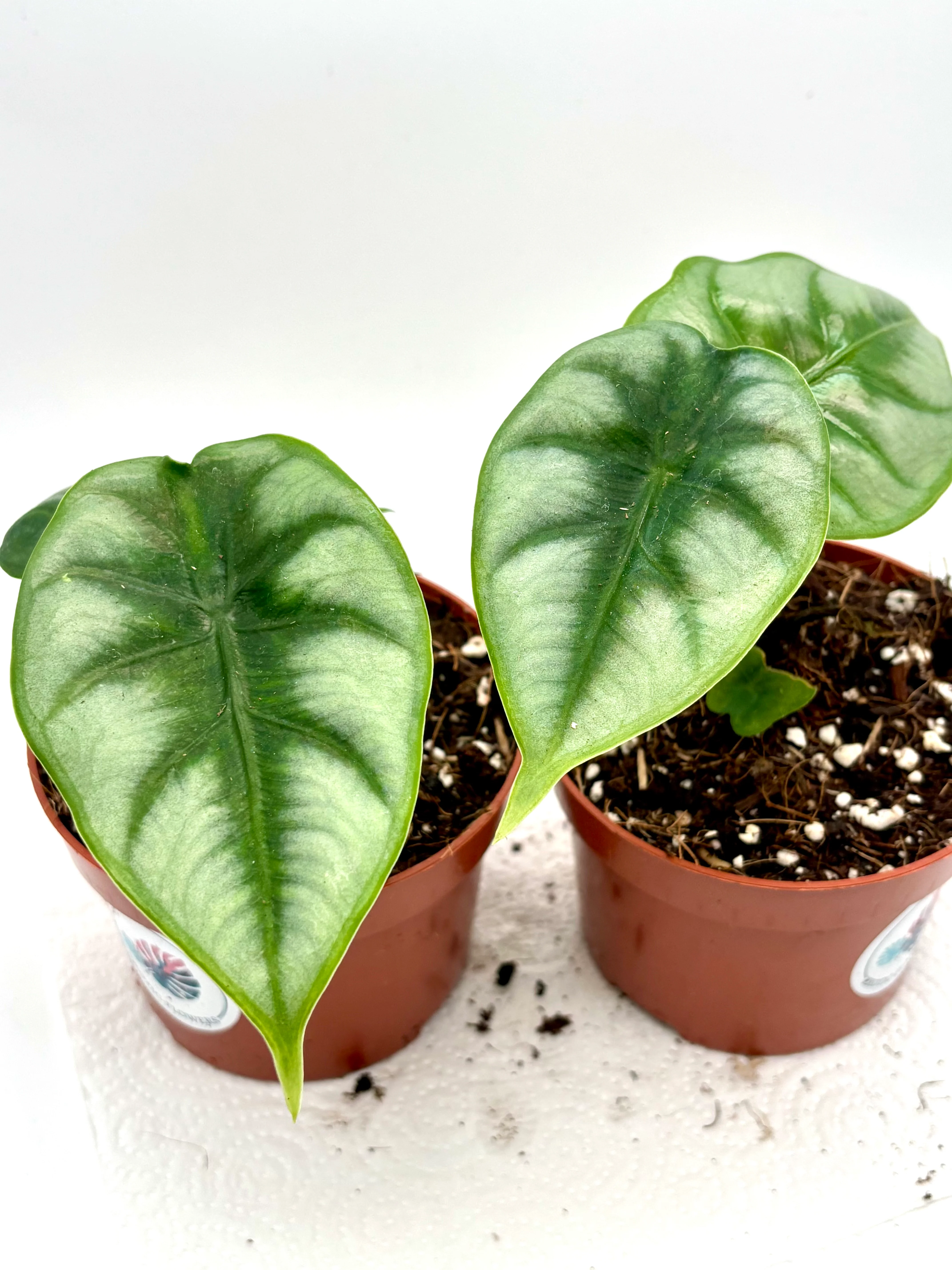 Alocasia Reversa