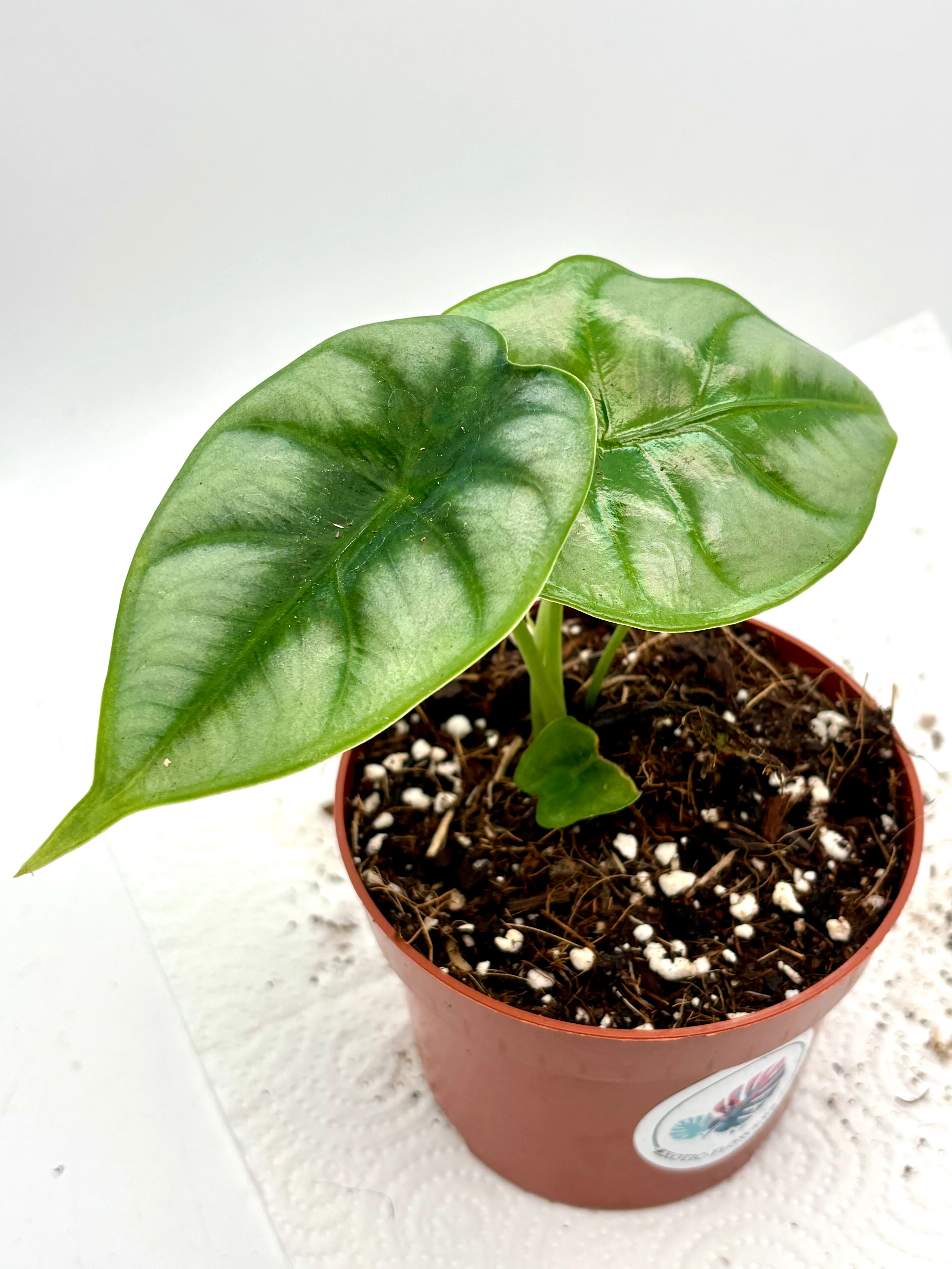 Alocasia Reversa - Image 2