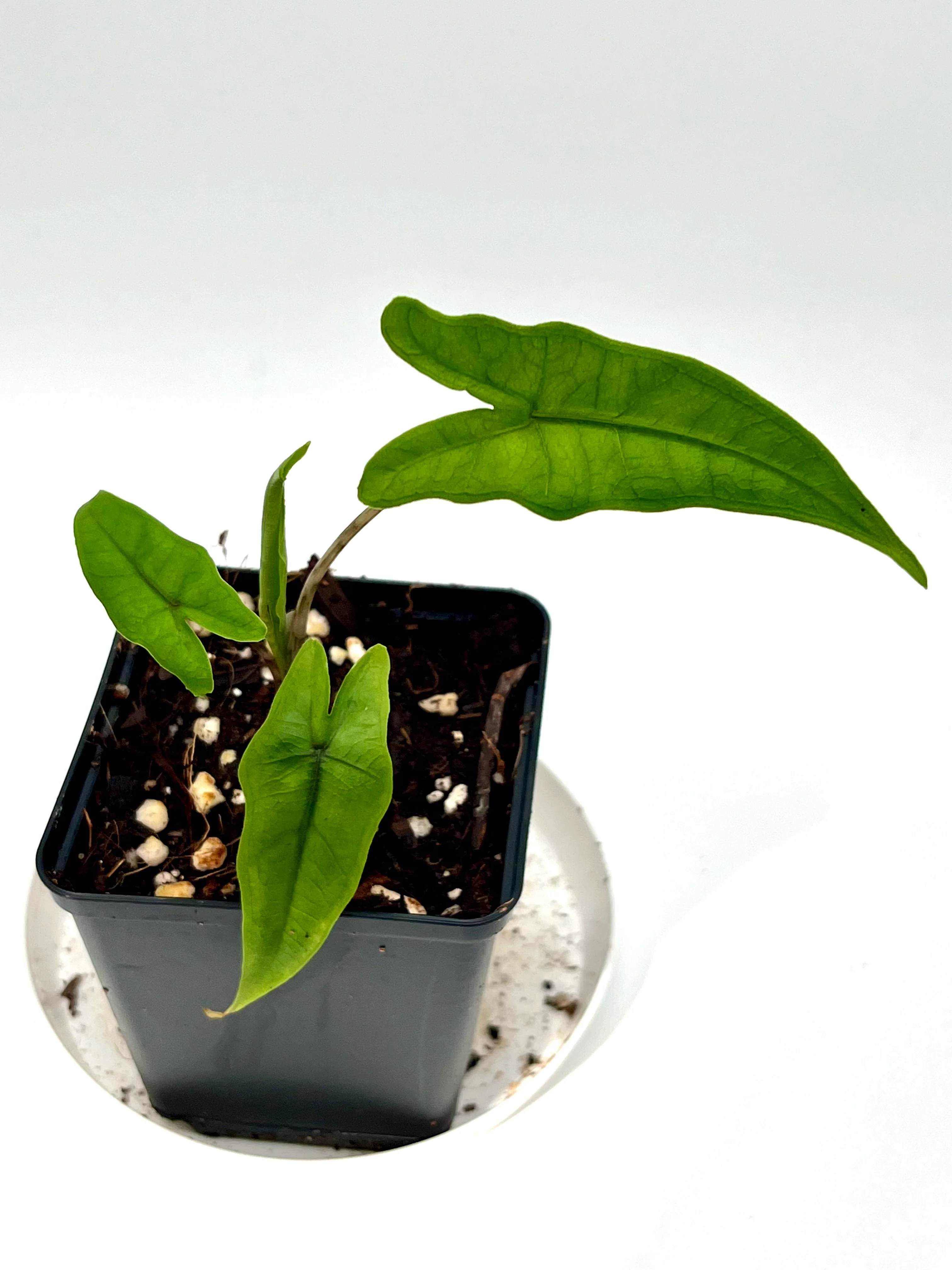 Alocasia Sabrina