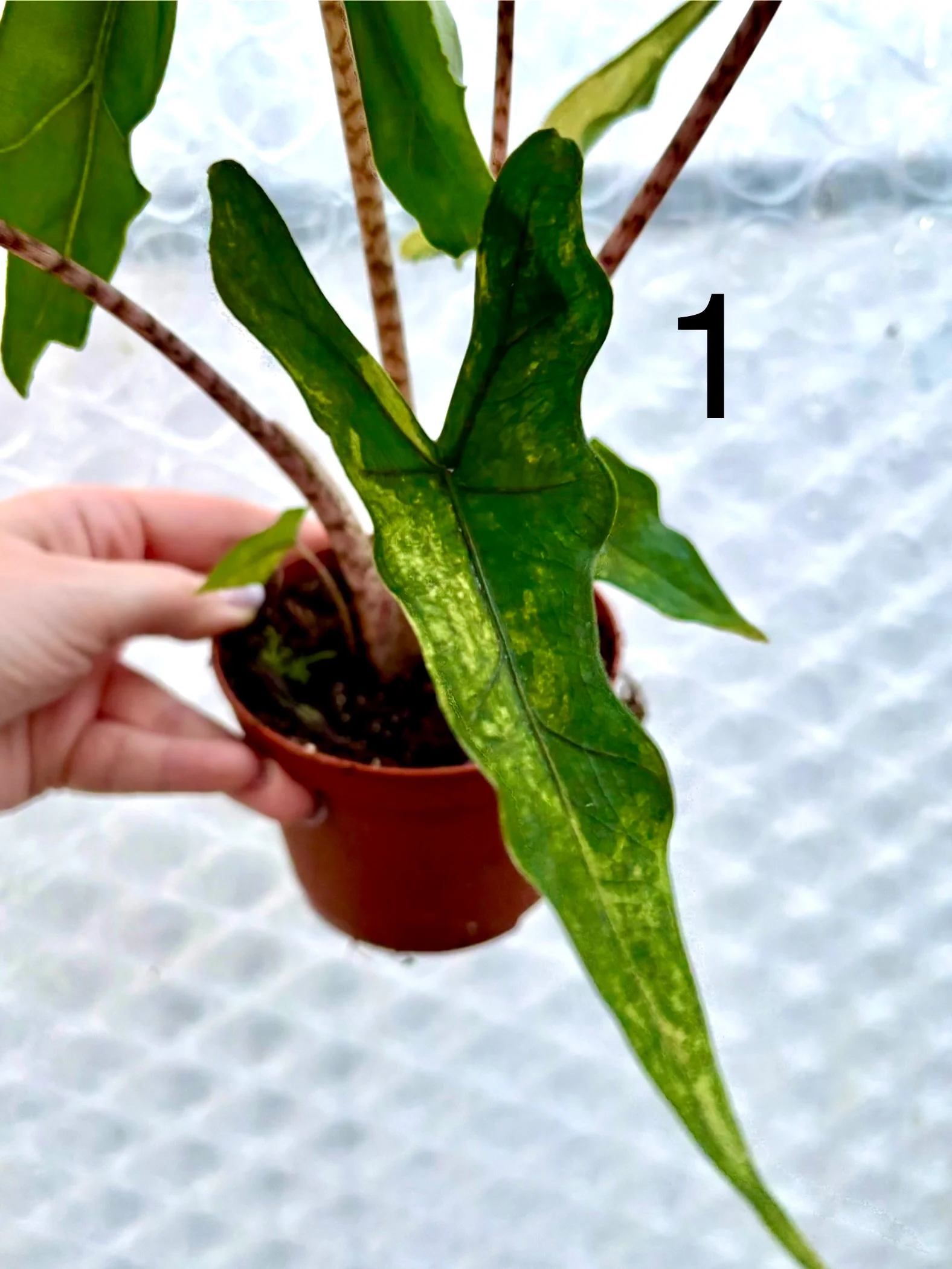 Alocasia Sabrina Variegata