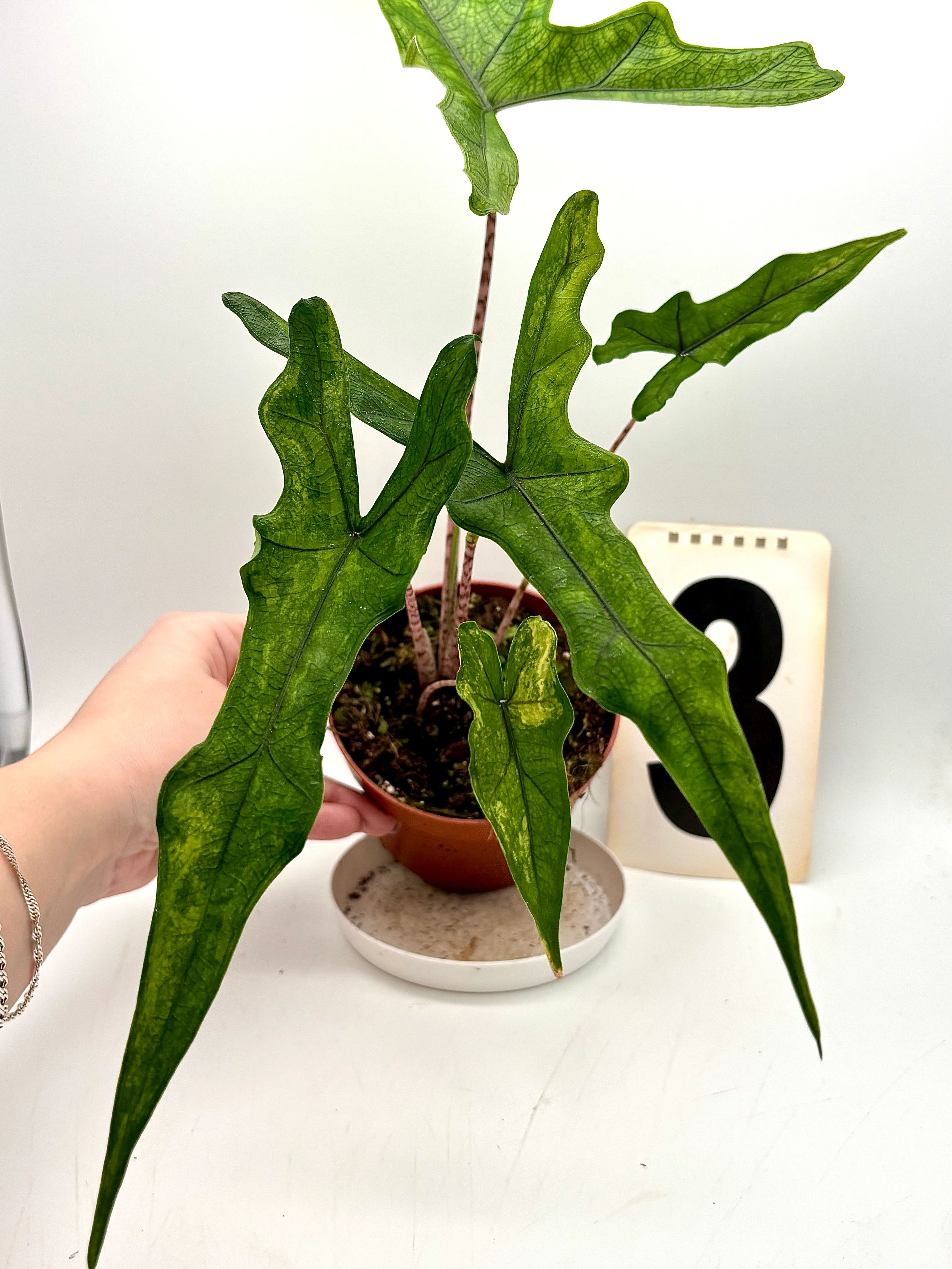 Alocasia Sabrina Variegata - Image 10