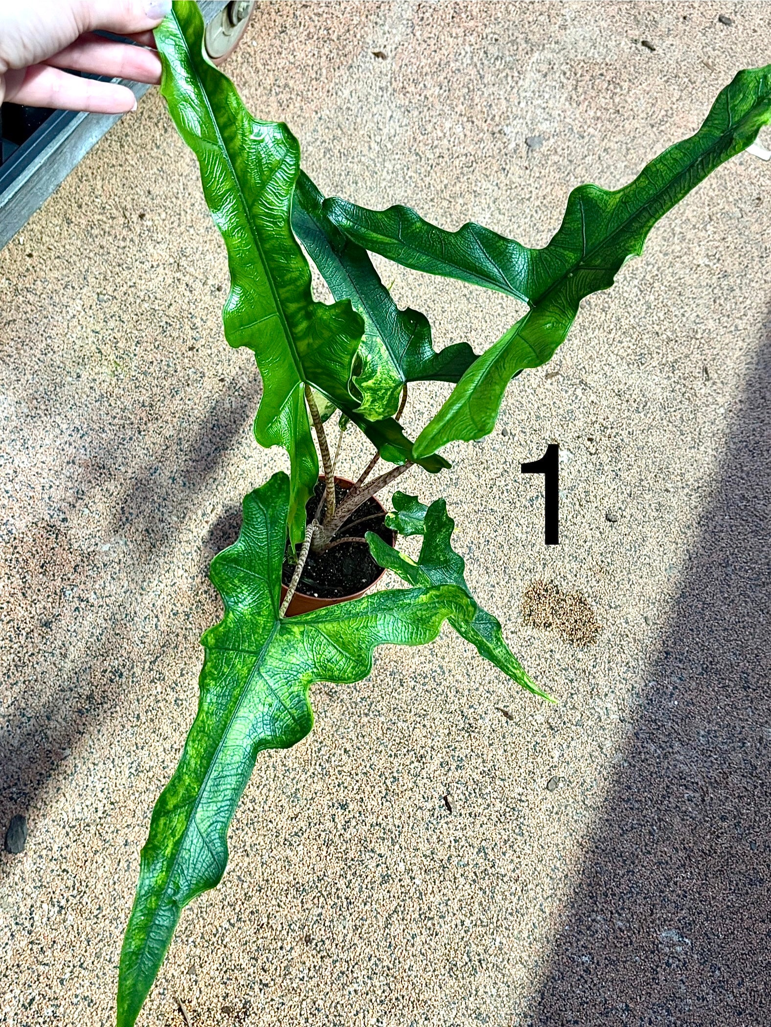 Alocasia Sabrina Variegata - Image 2