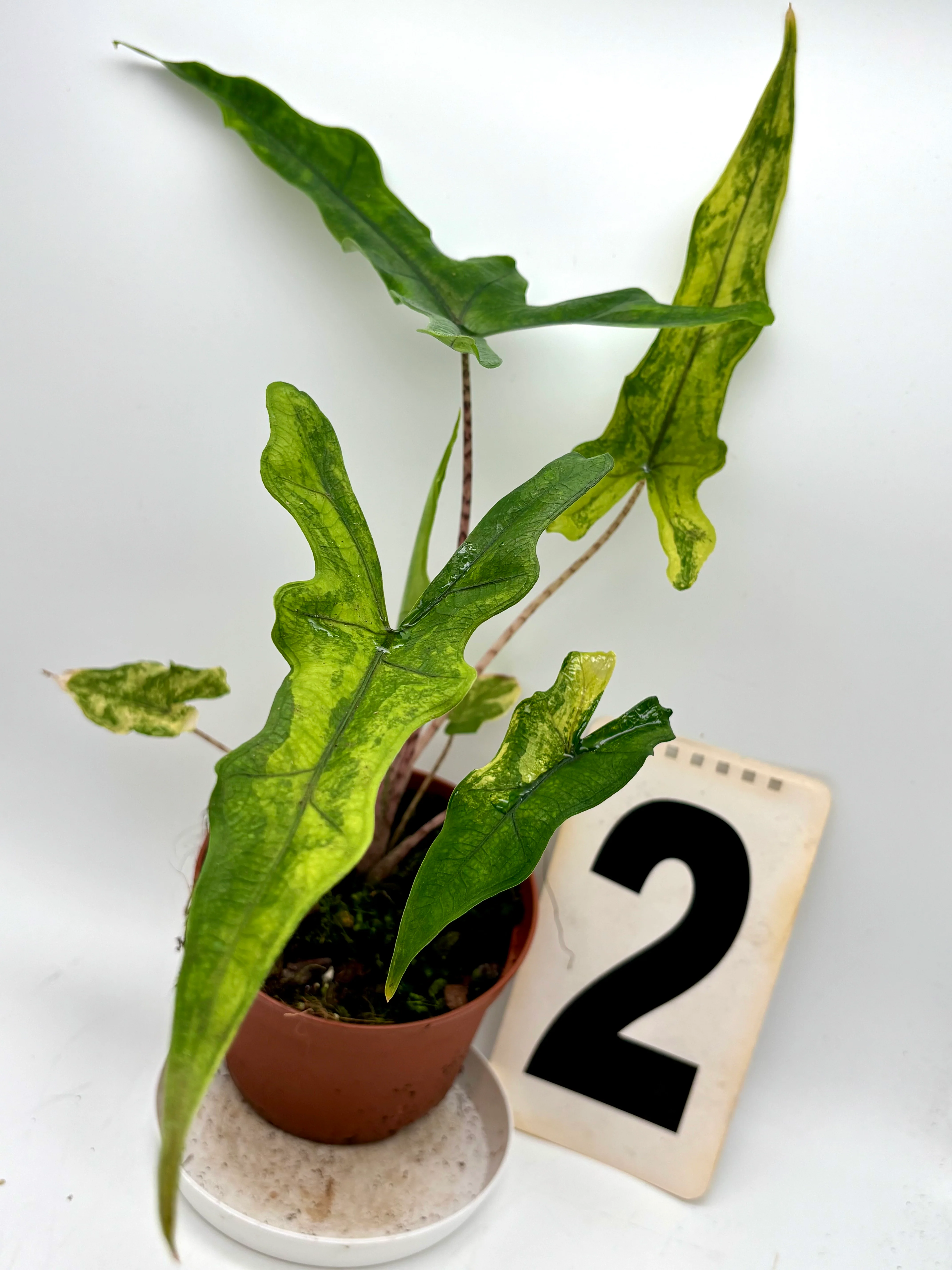 Alocasia Sabrina Variegata - Image 3