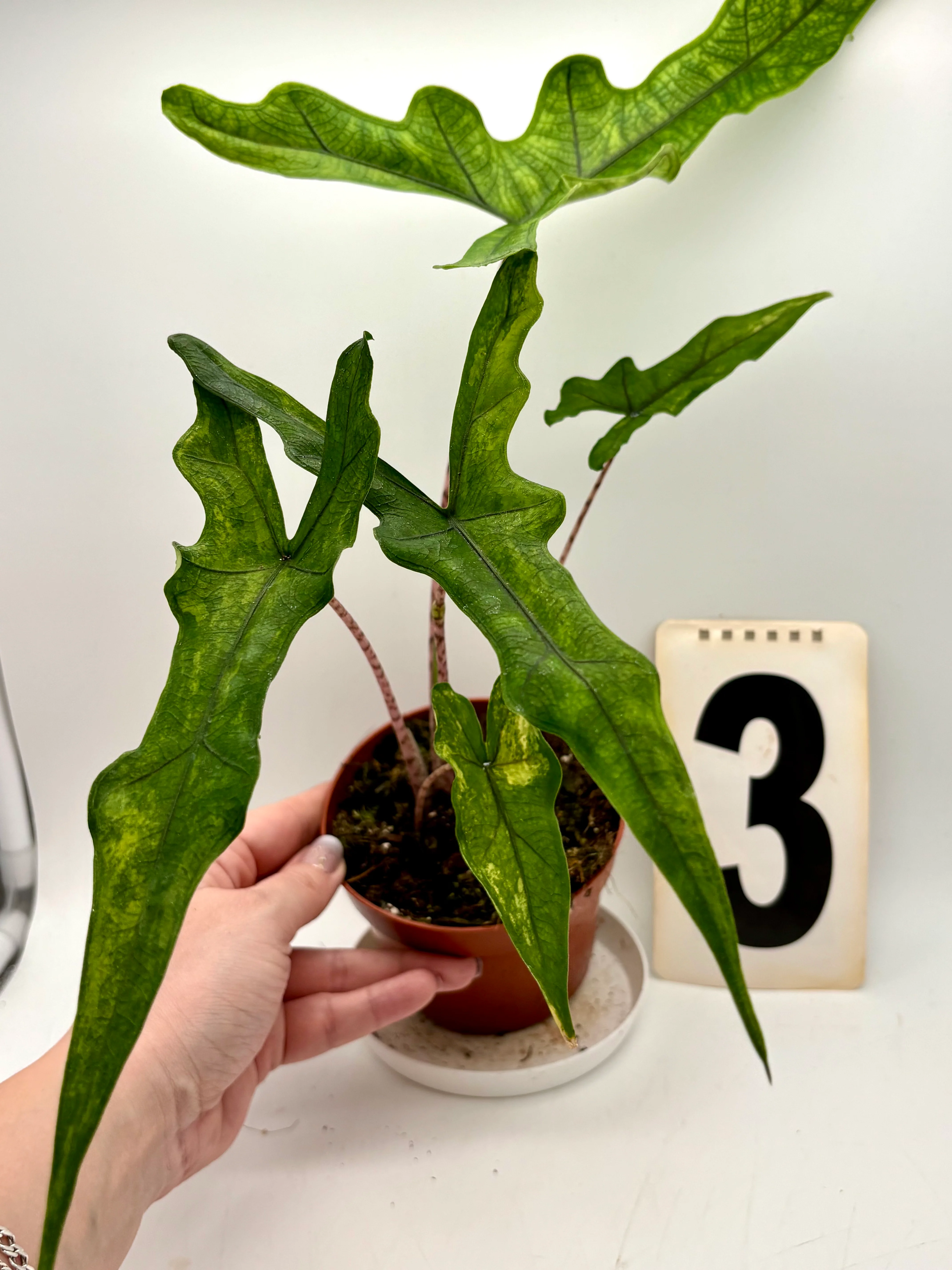 Alocasia Sabrina Variegata - Image 4