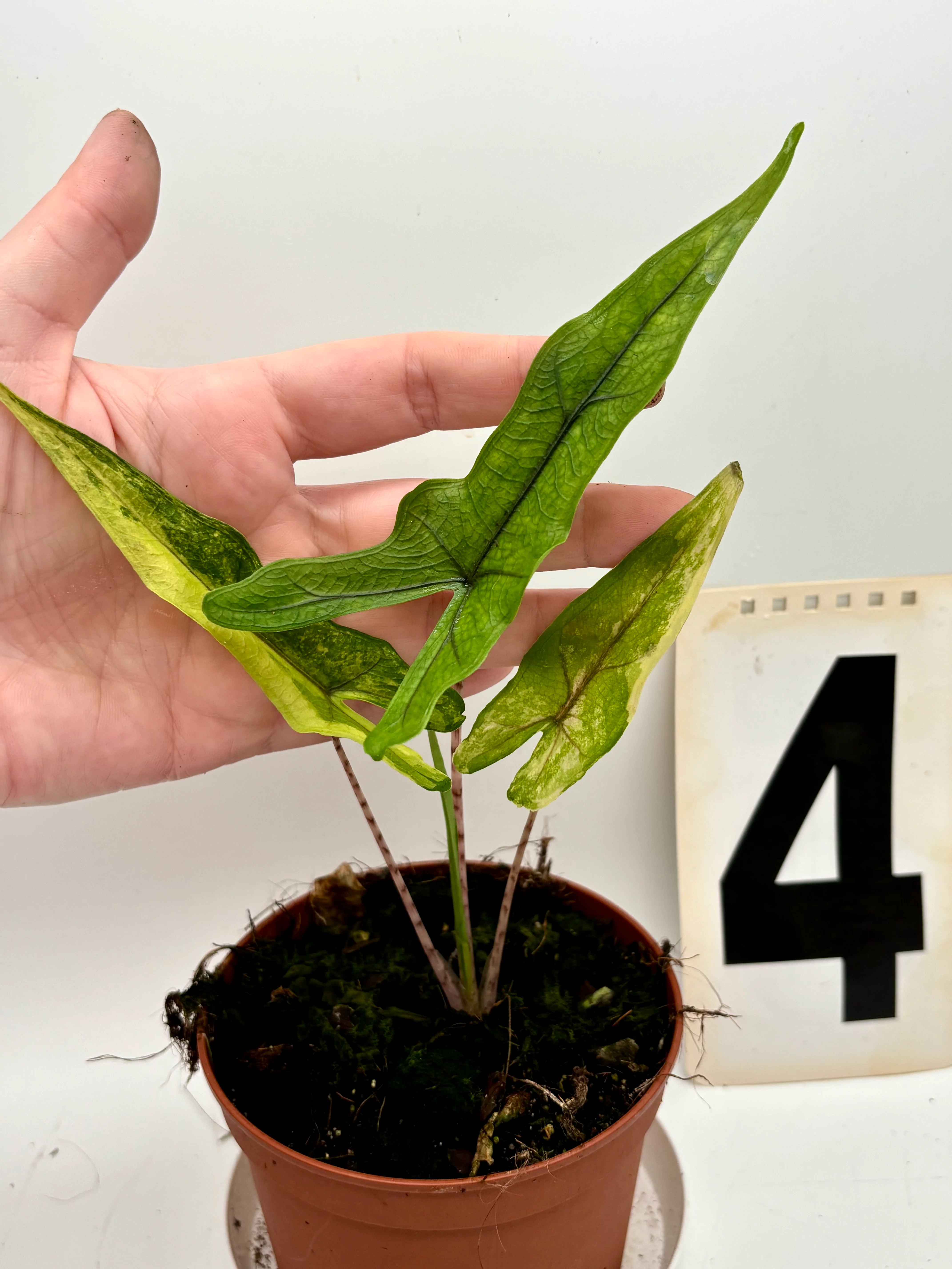 Alocasia Sabrina Variegata - Image 5