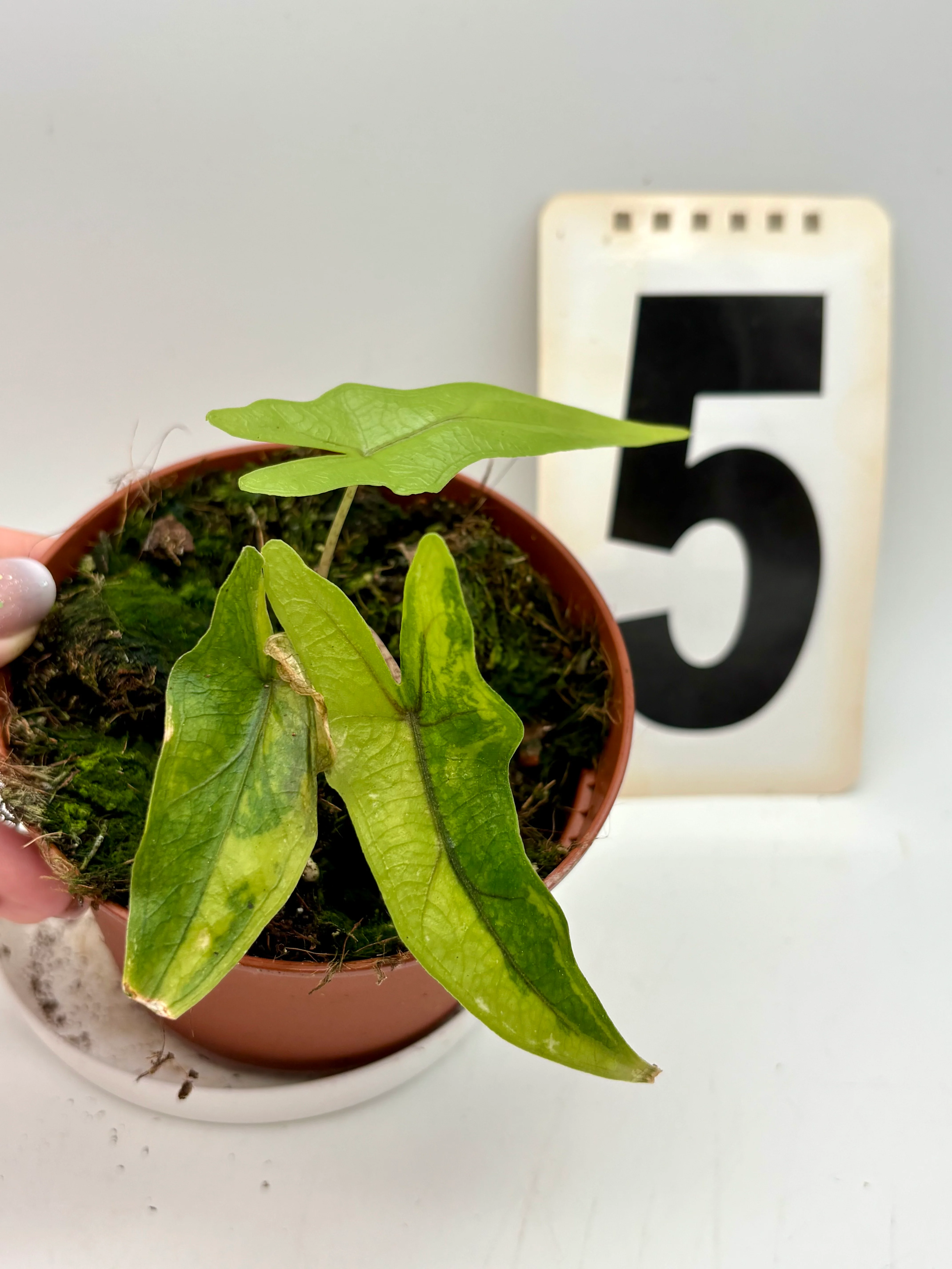 Alocasia Sabrina Variegata - Image 6