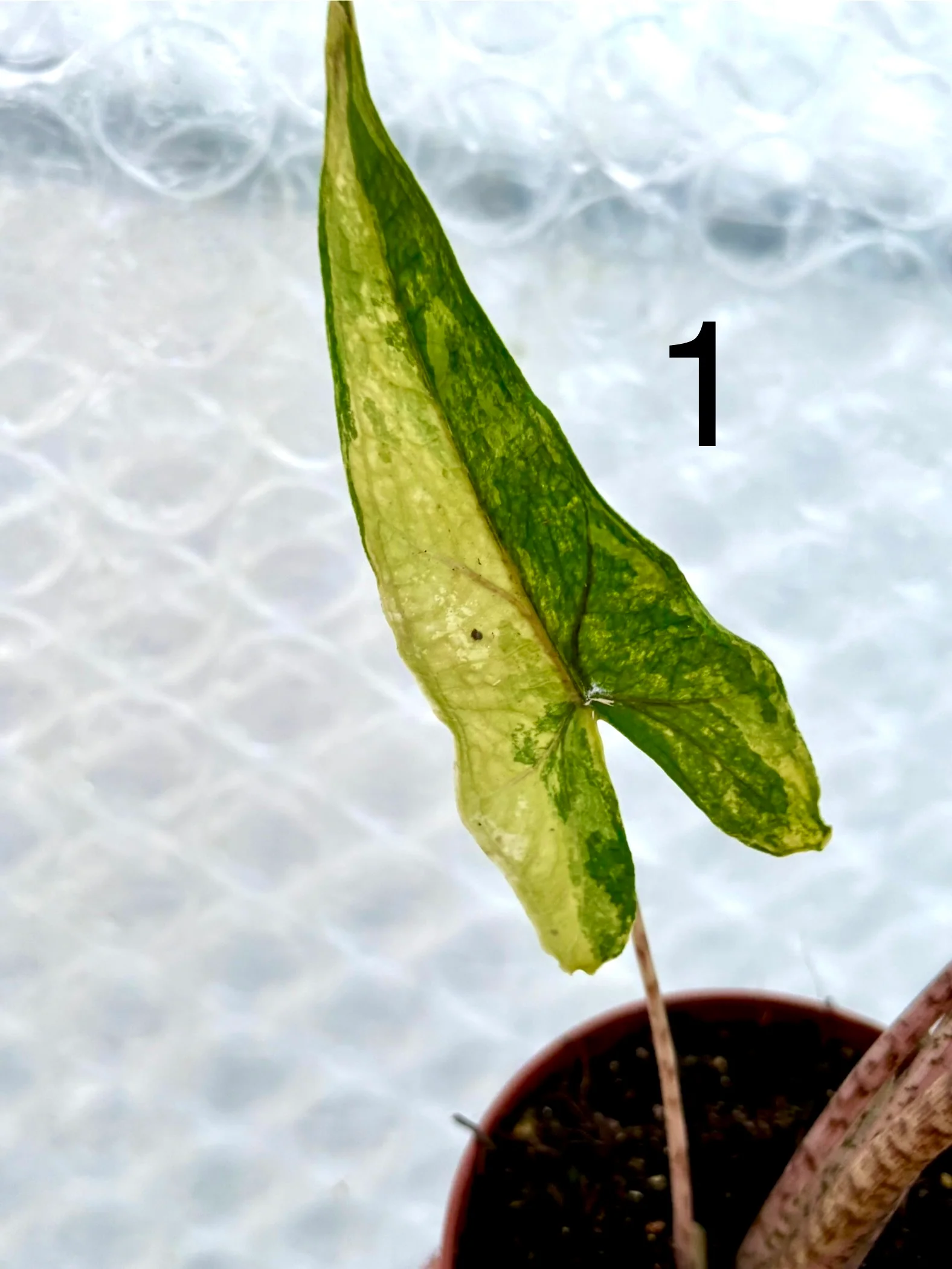 Alocasia Sabrina Variegata - Image 7