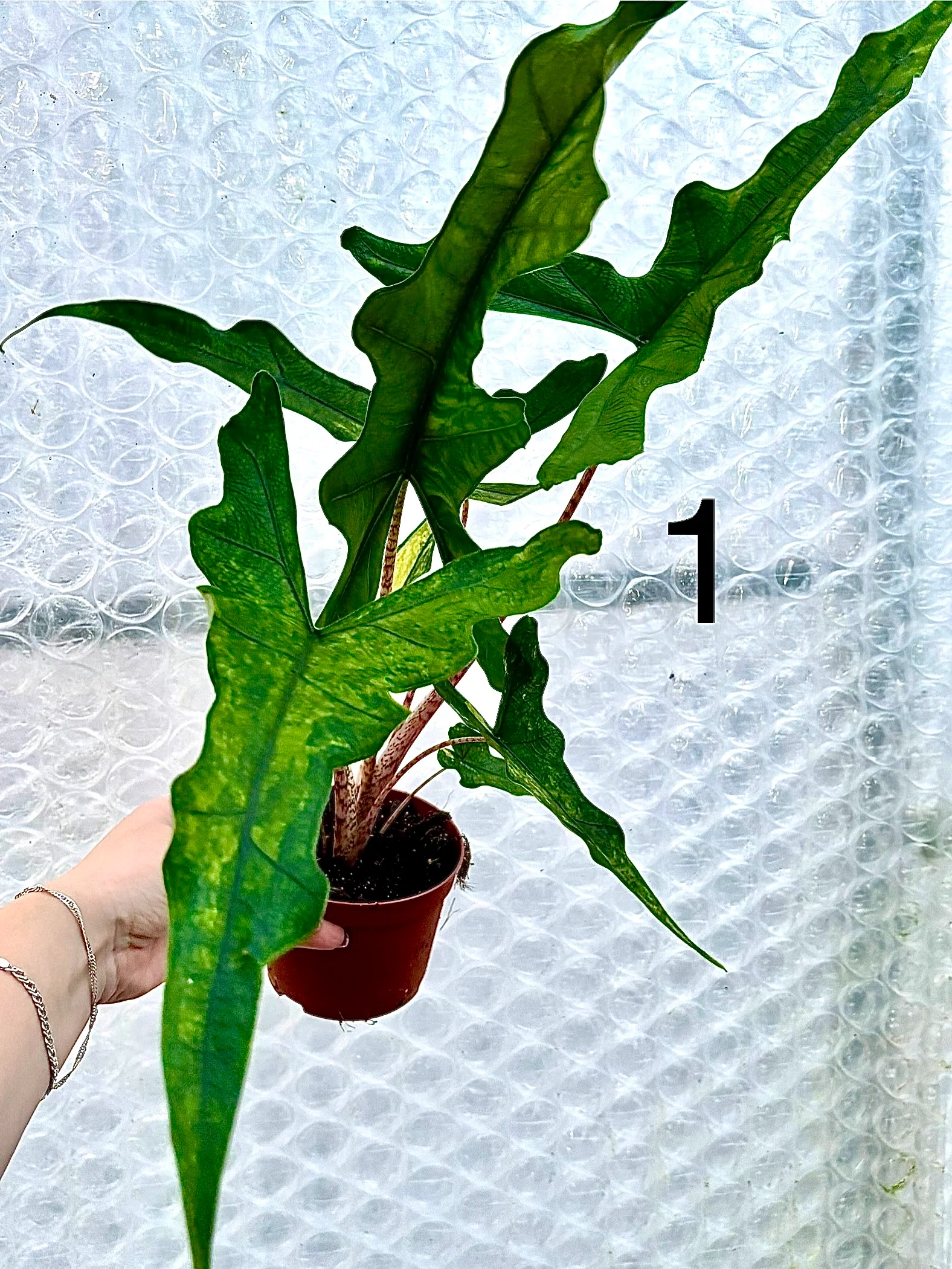 Alocasia Sabrina Variegata - Image 8