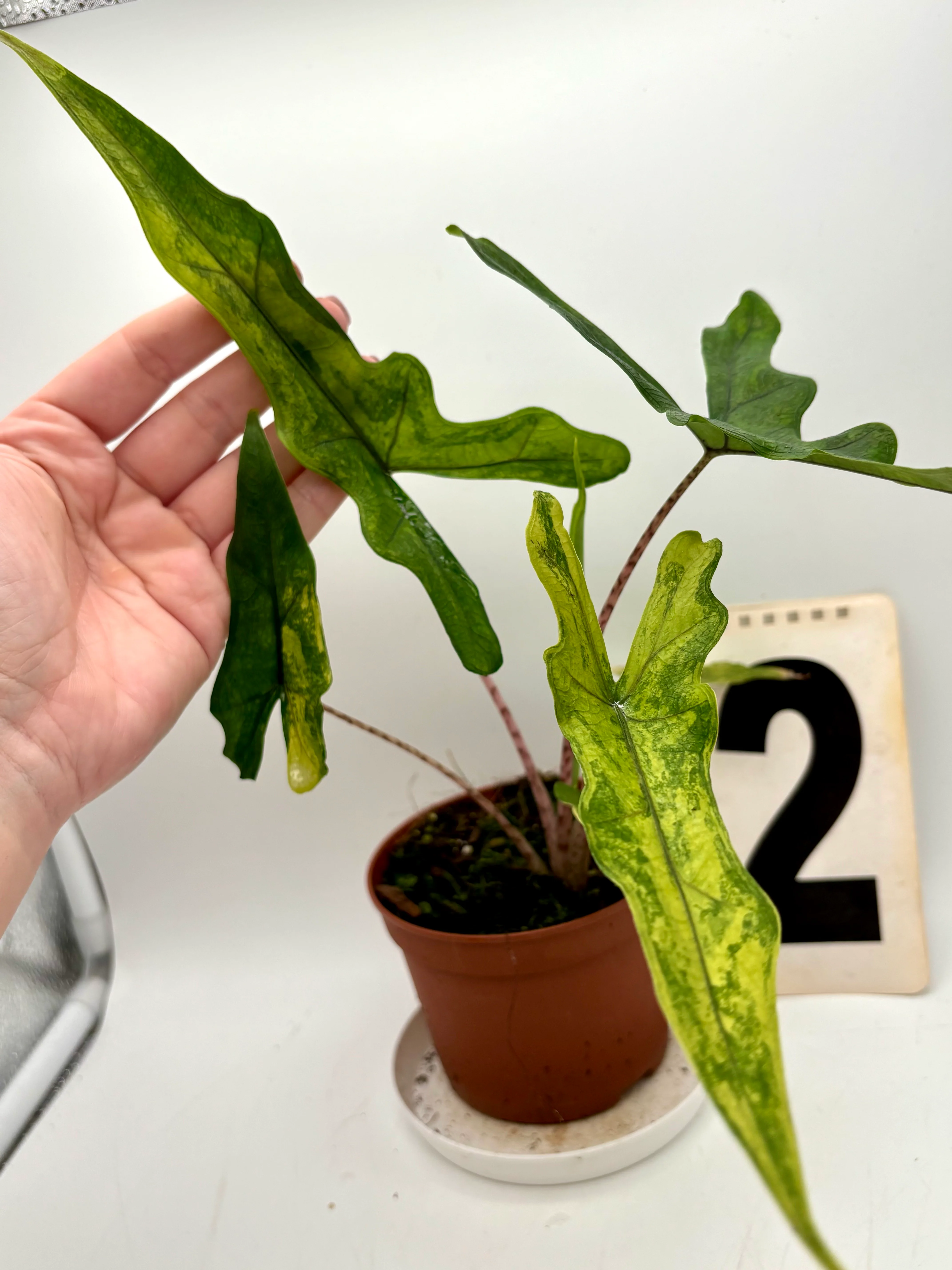 Alocasia Sabrina Variegata - Image 9