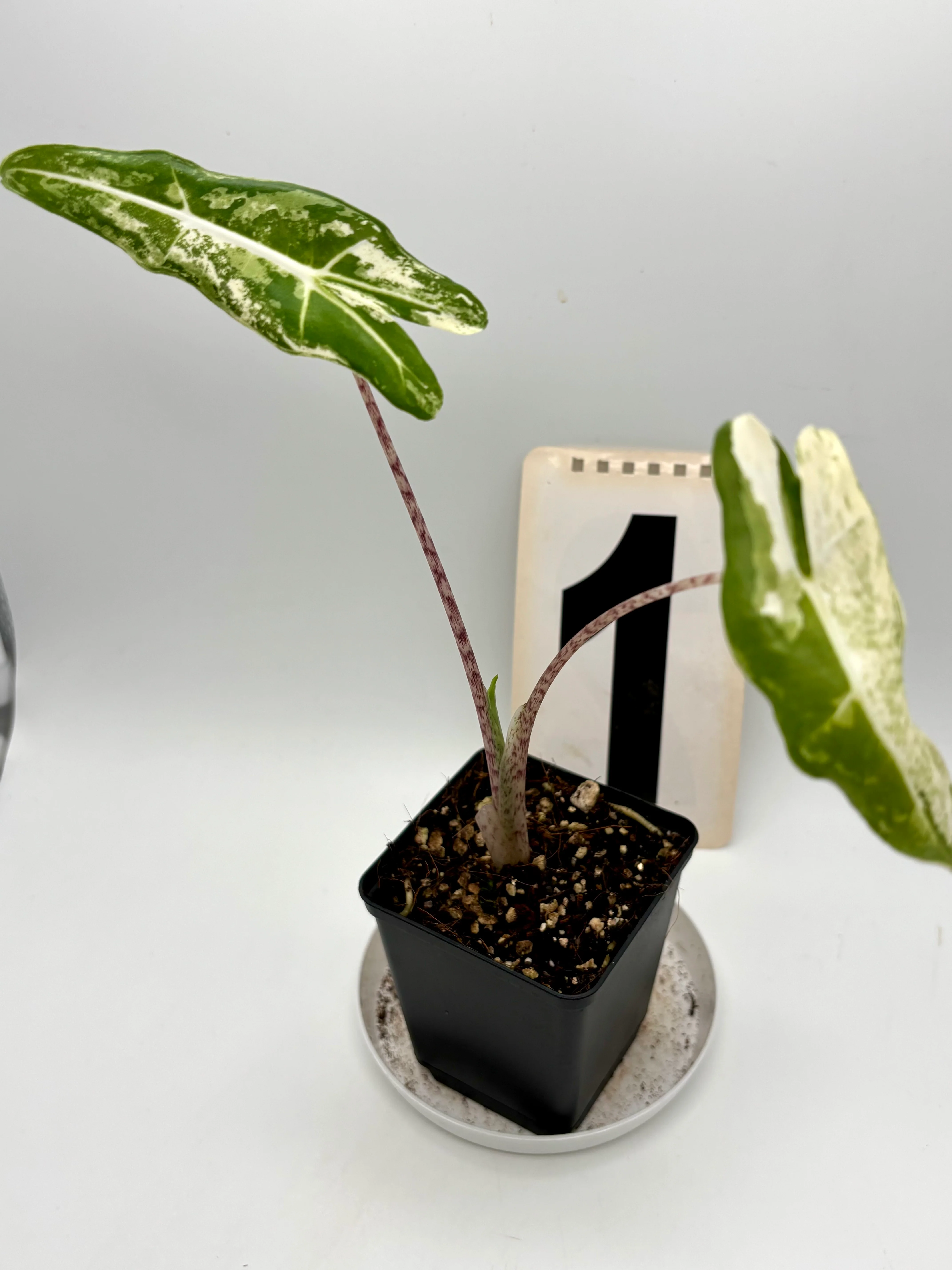 Alocasia Sarian Albo Variegata - Image 2