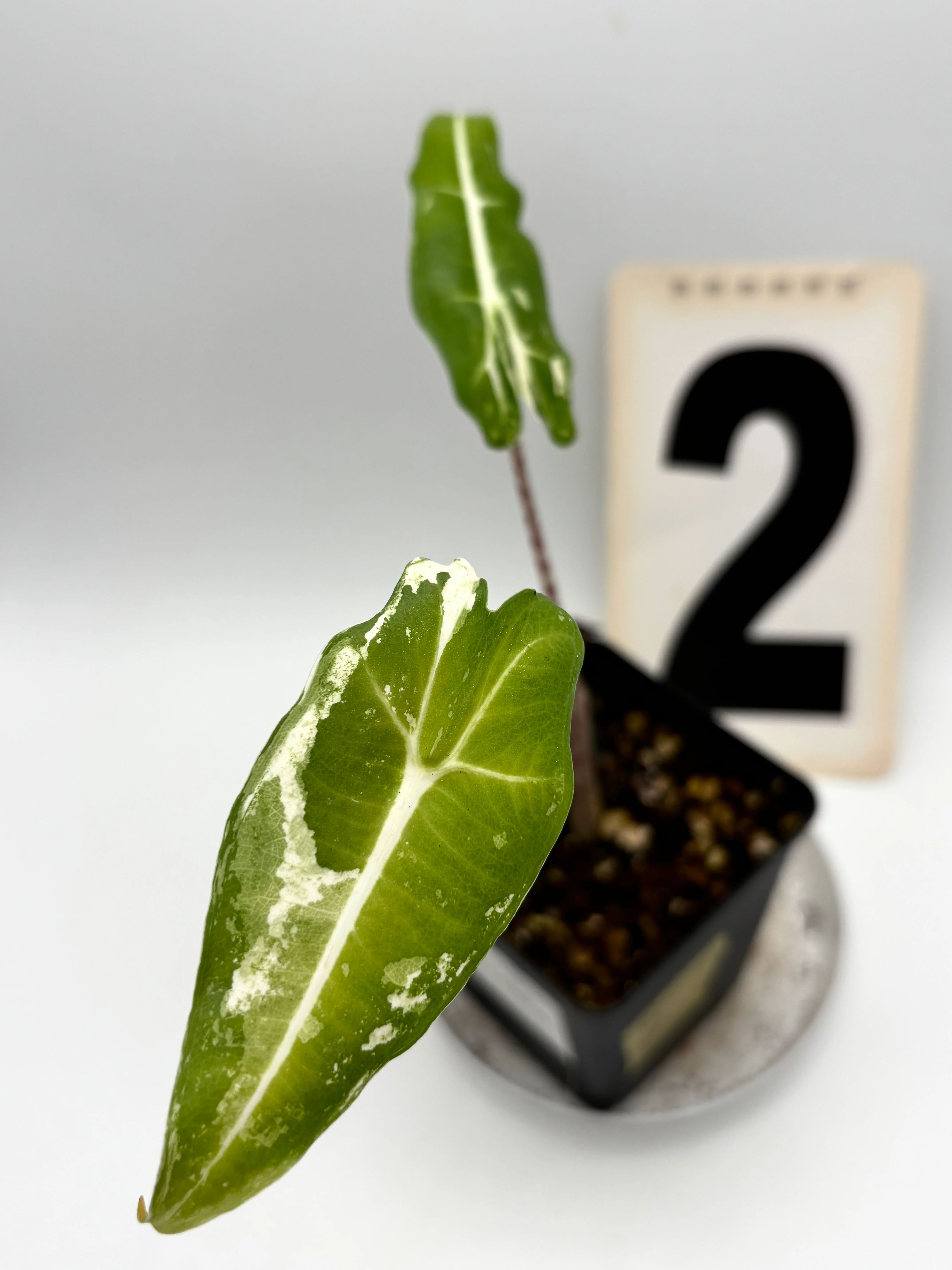 Alocasia Sarian Albo Variegata - Image 3