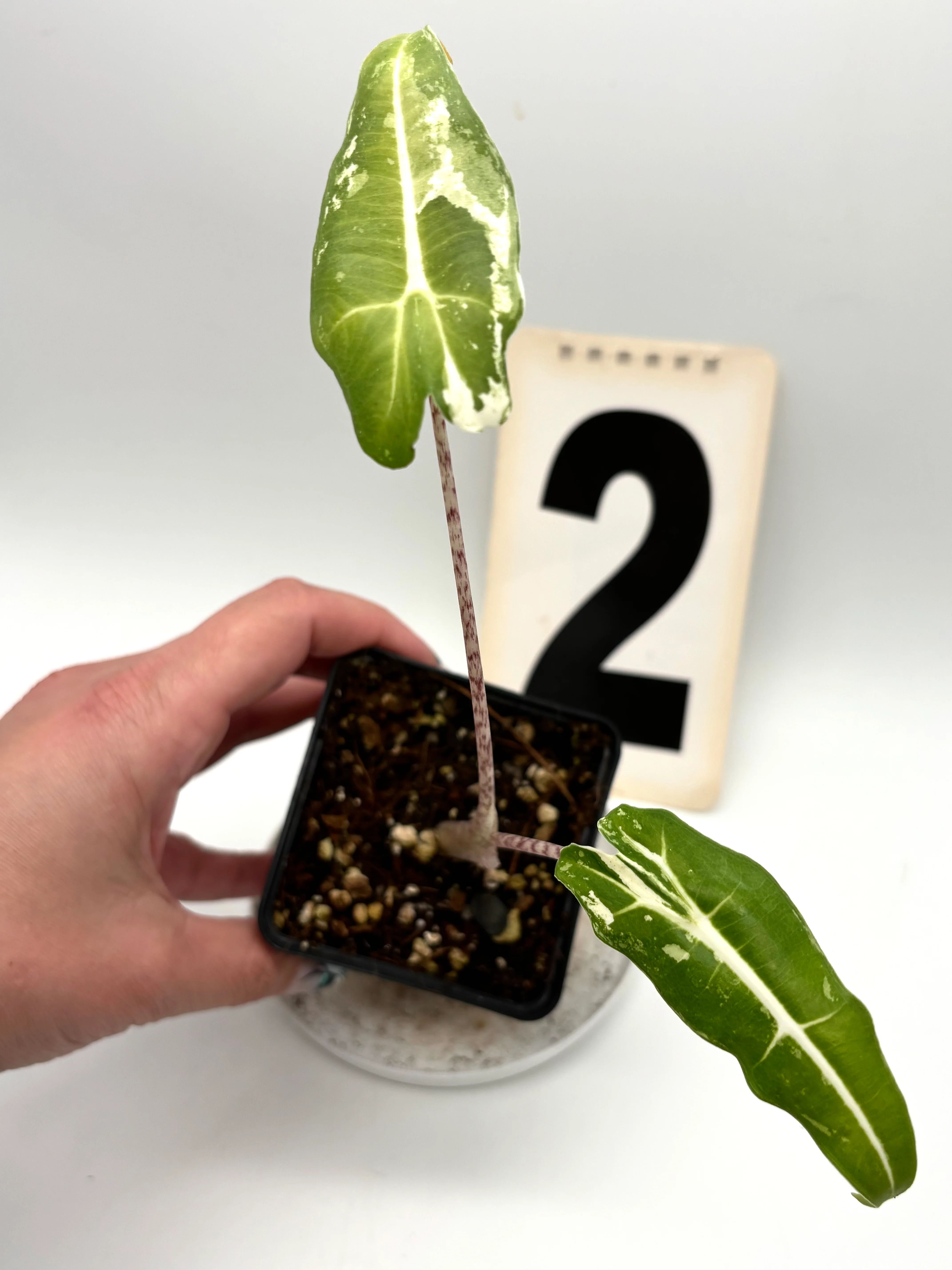 Alocasia Sarian Albo Variegata - Image 4