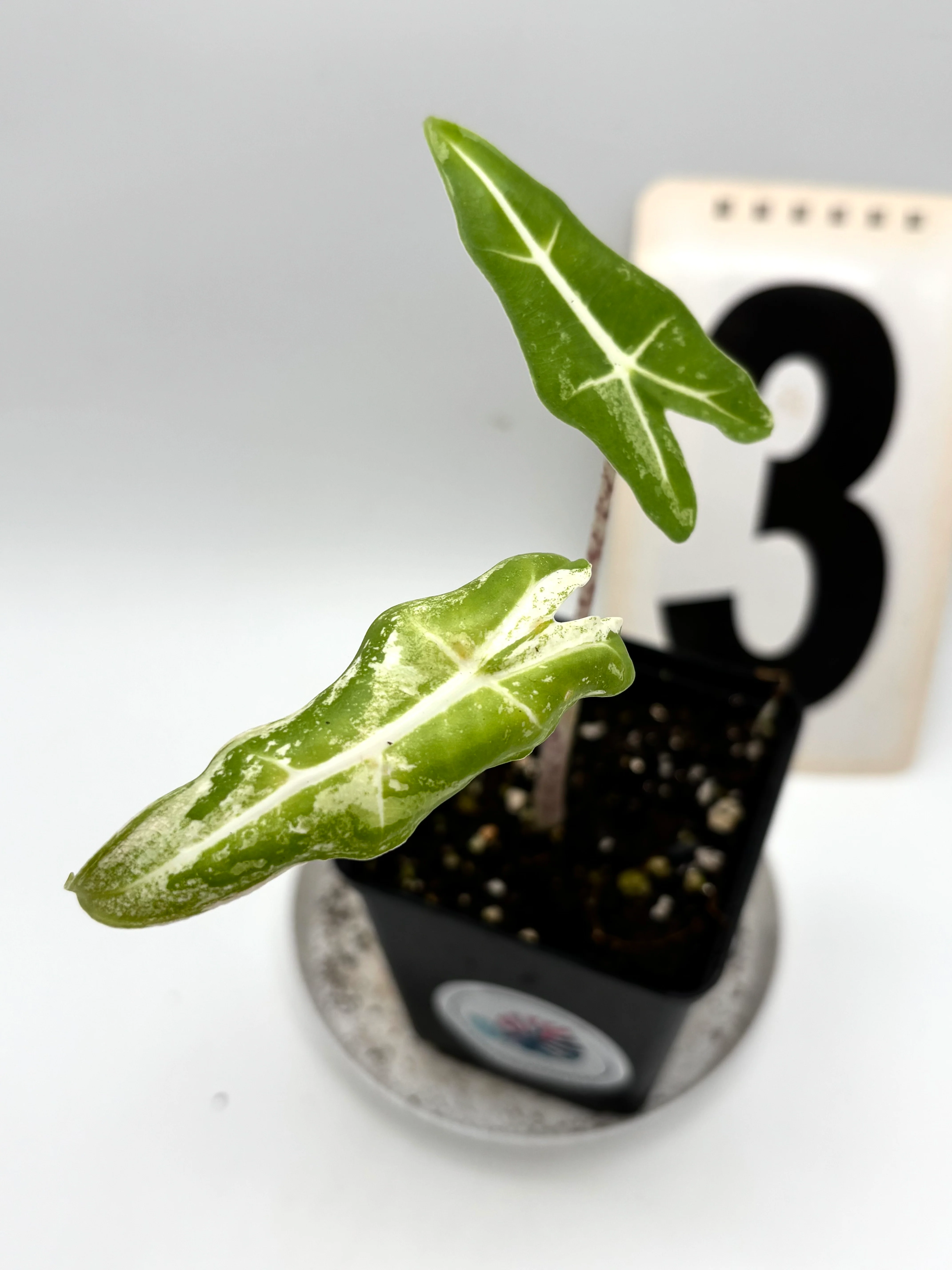 Alocasia Sarian Albo Variegata - Image 5