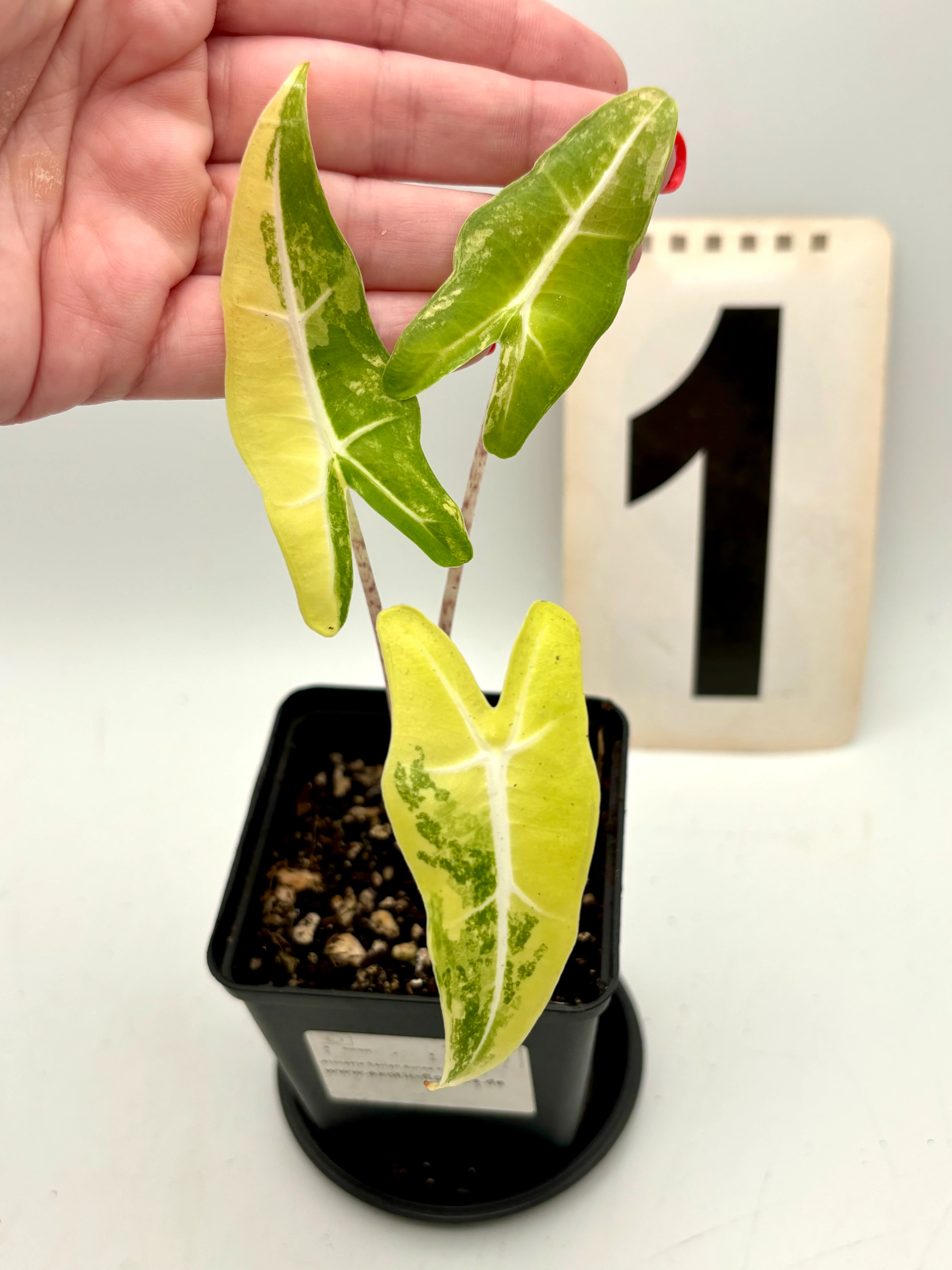 Alocasia Sarian Aurea Variegata