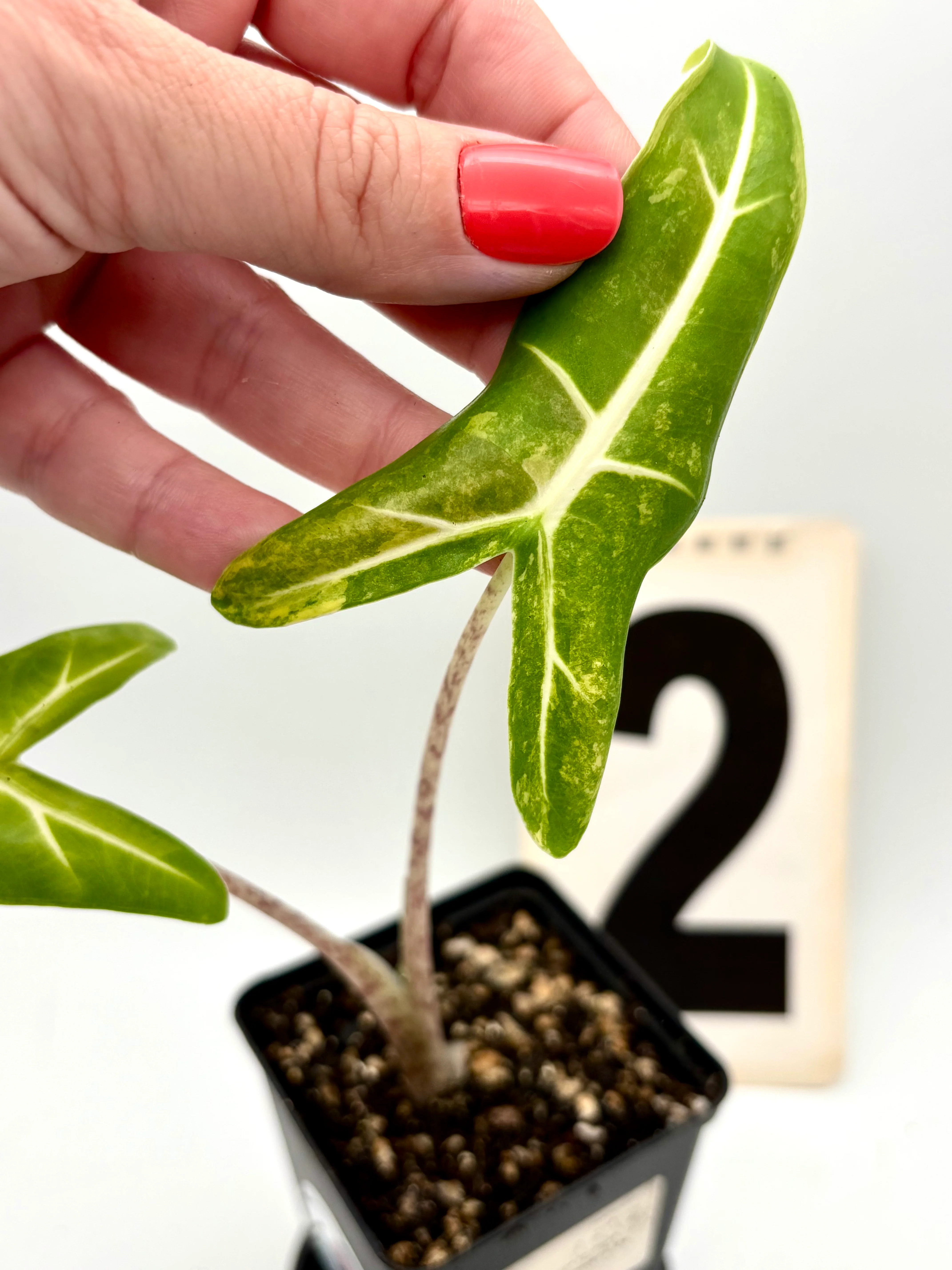 Alocasia Sarian Aurea Variegata - Image 2