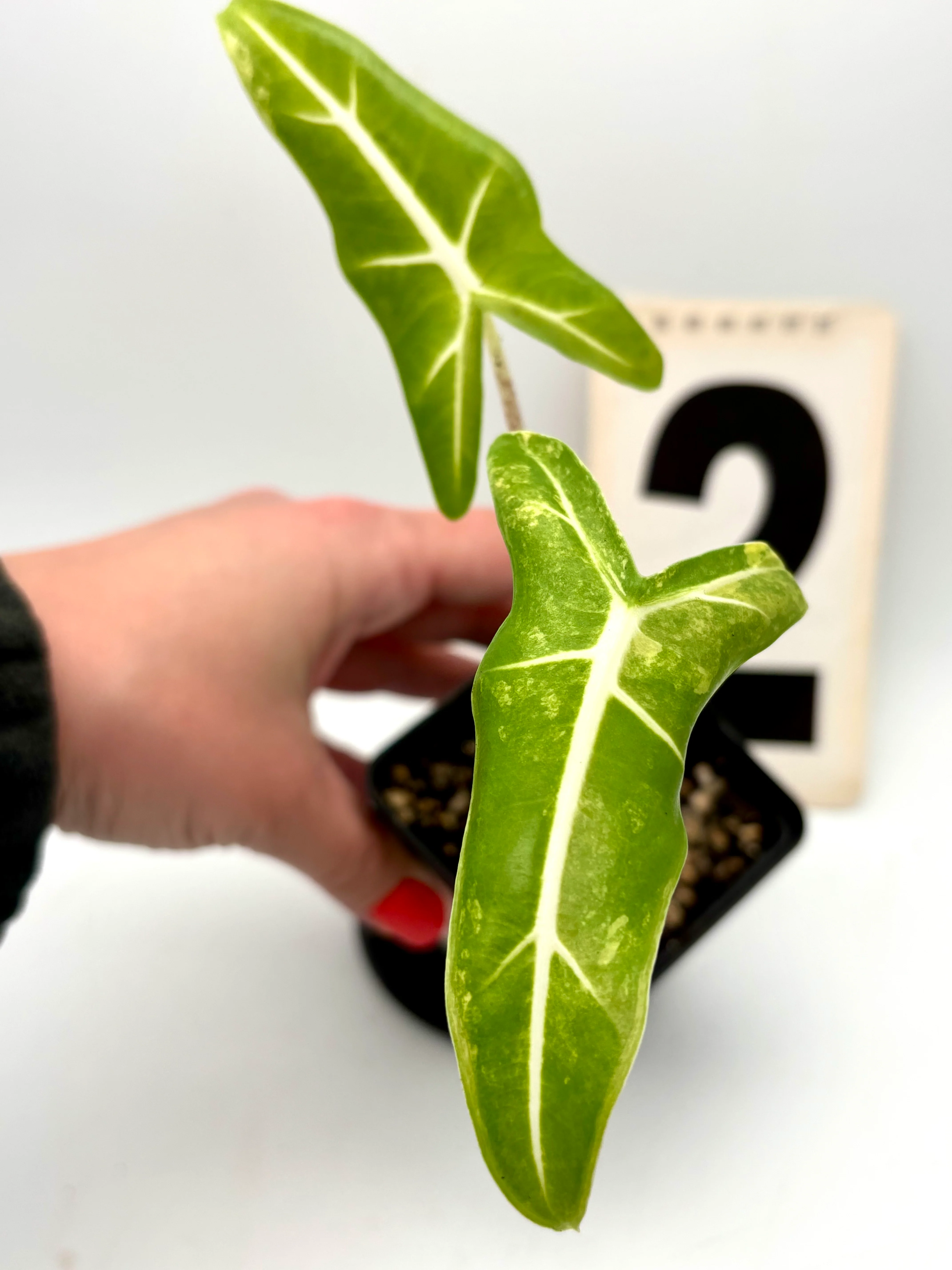 Alocasia Sarian Aurea Variegata - Image 3