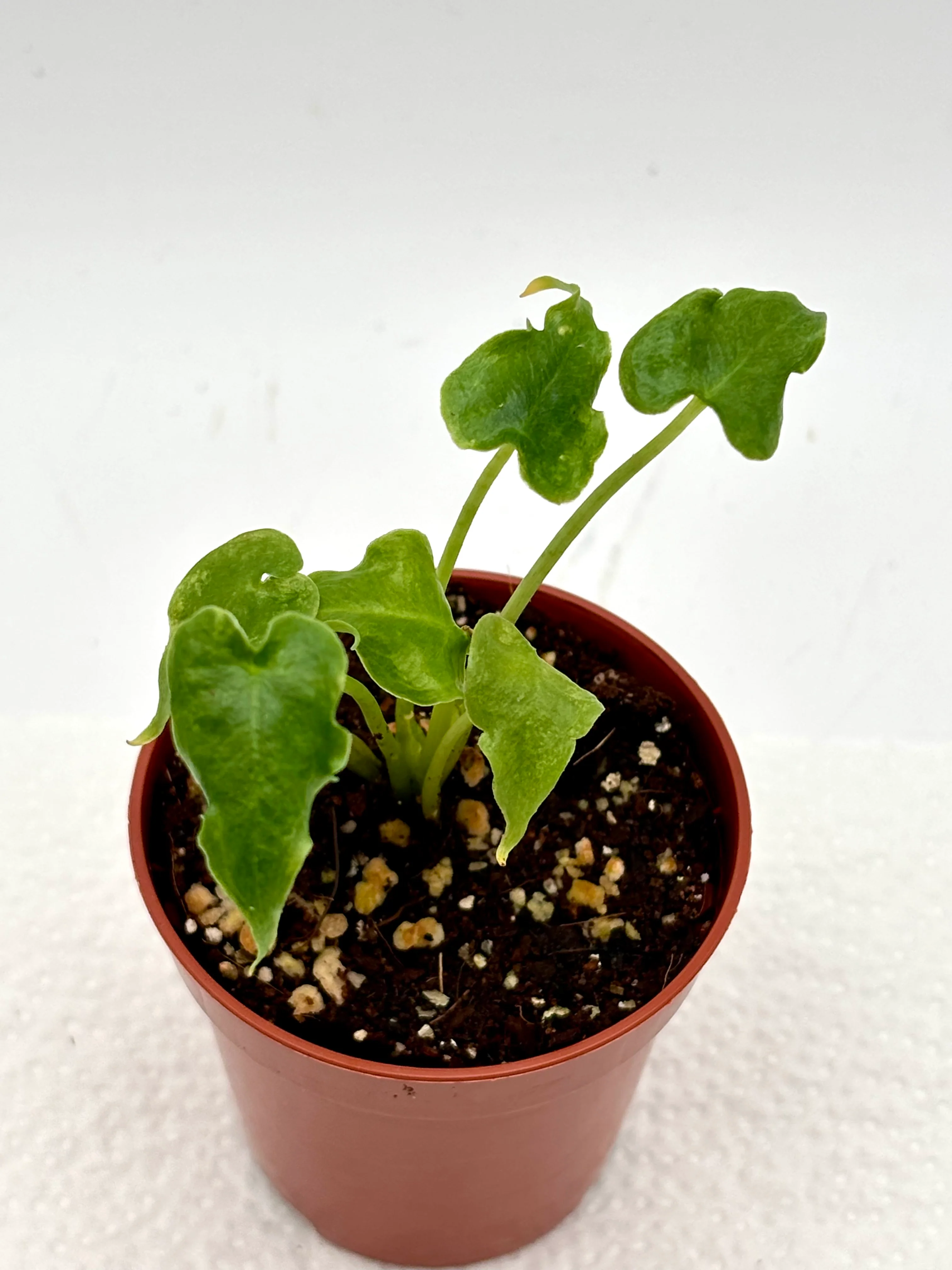 Alocasia Sarian Jungpflanze