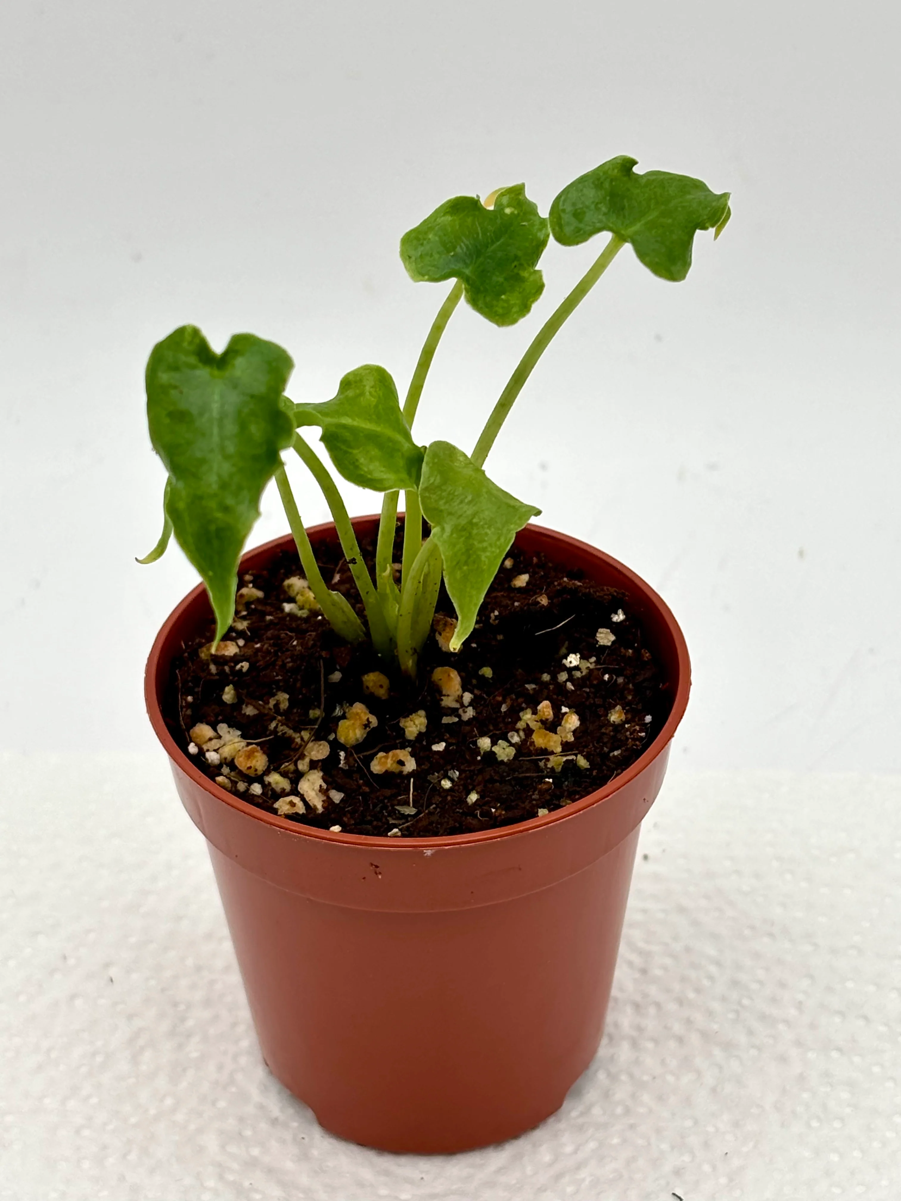 Alocasia Sarian Jungpflanze - Image 2