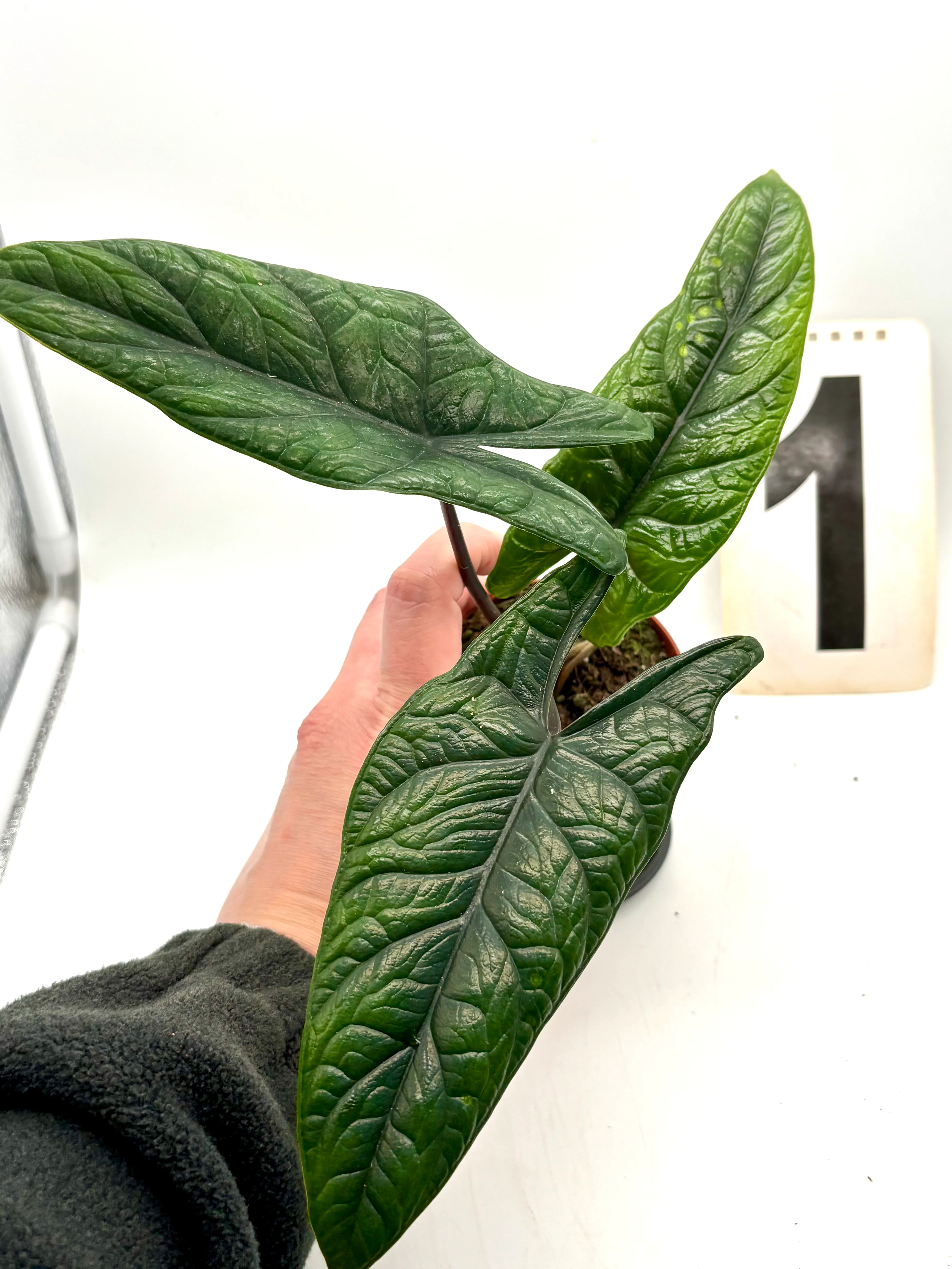 Alocasia Scalprum
