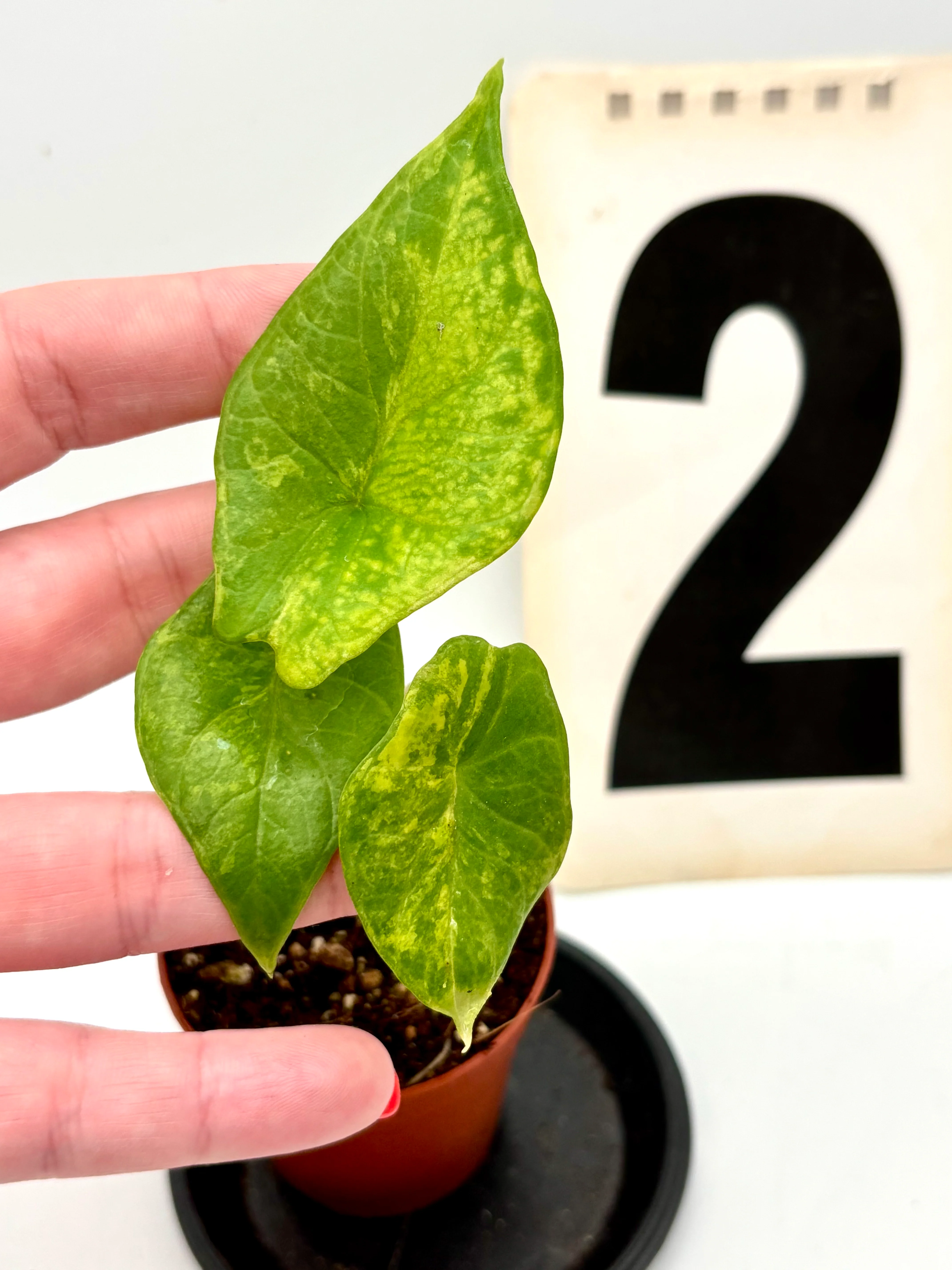 Alocasia Scalprum Variegata - Image 3