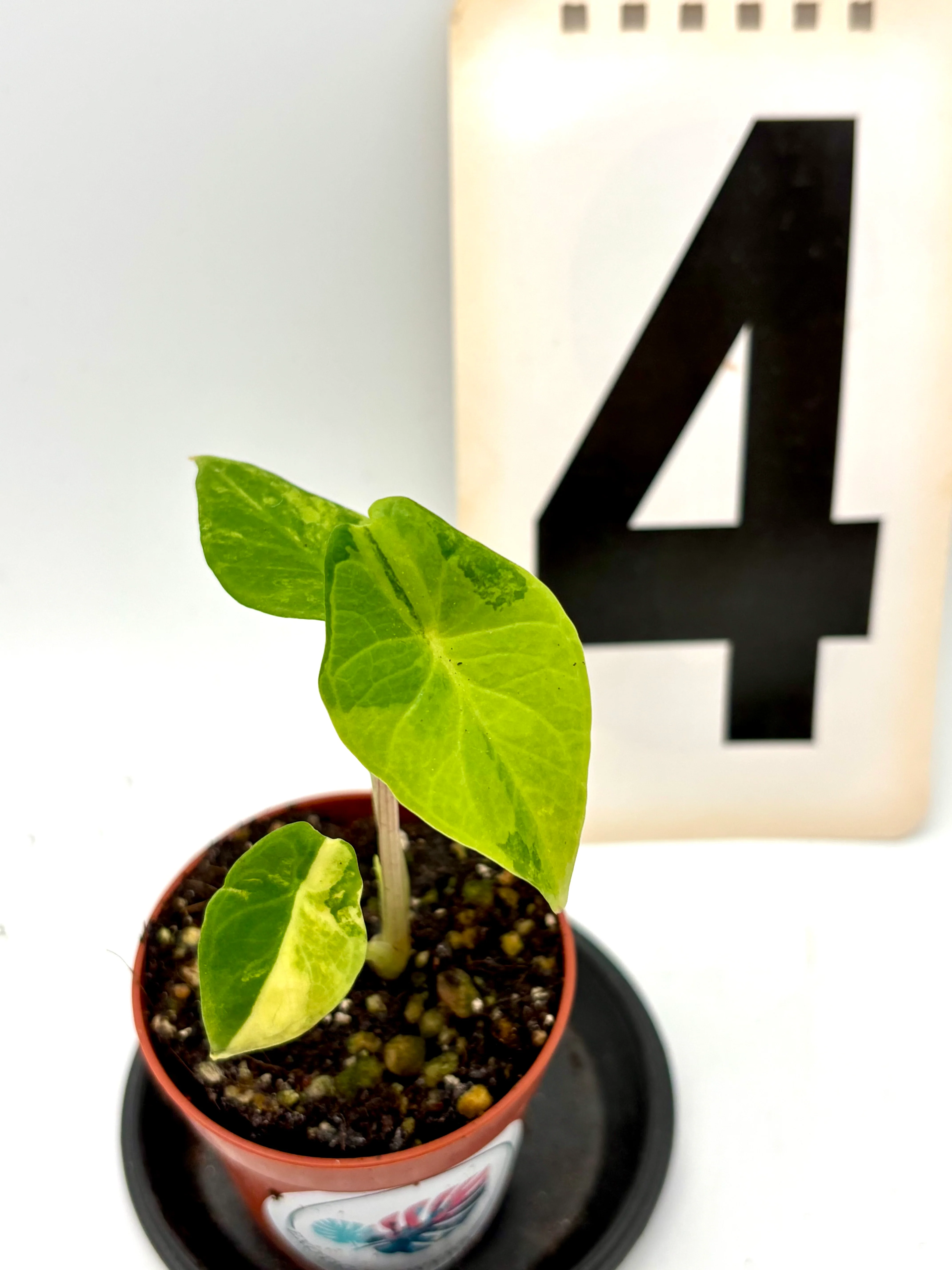 Alocasia Scalprum Variegata - Image 4