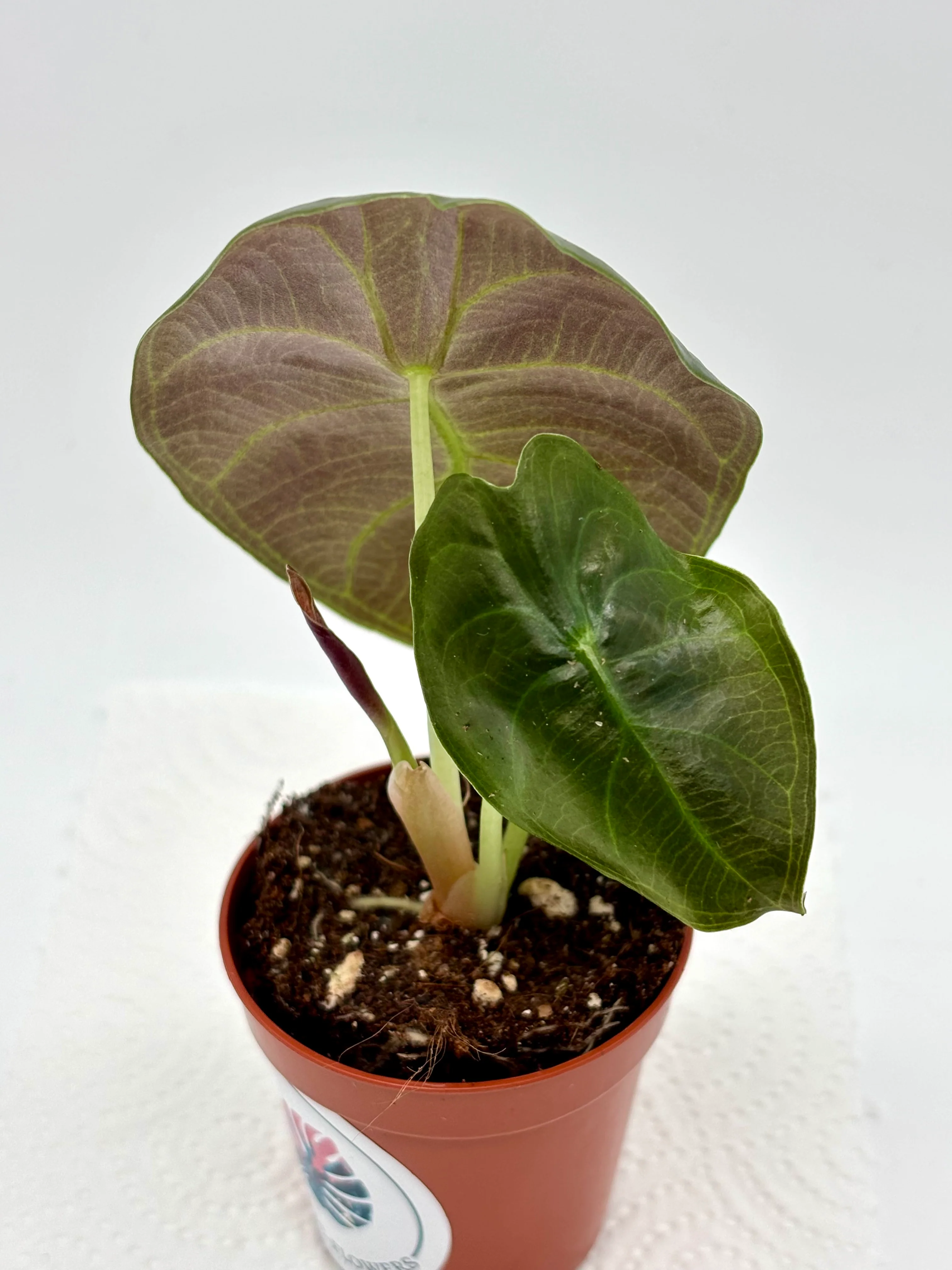Alocasia Sedenii - Image 2