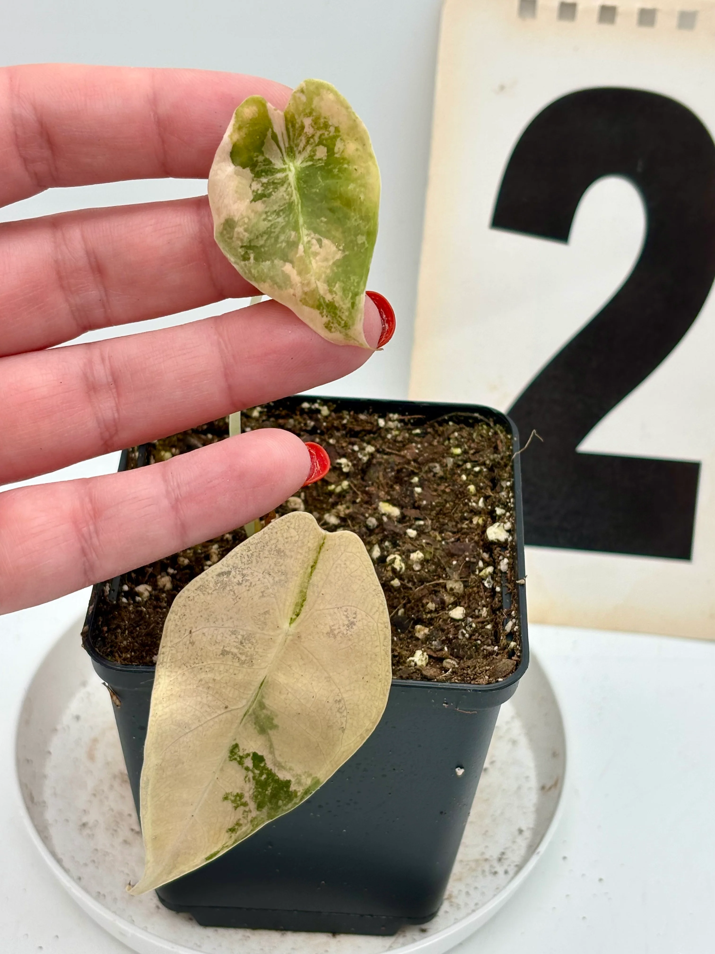 Alocasia Sedenii Aurea Variegata