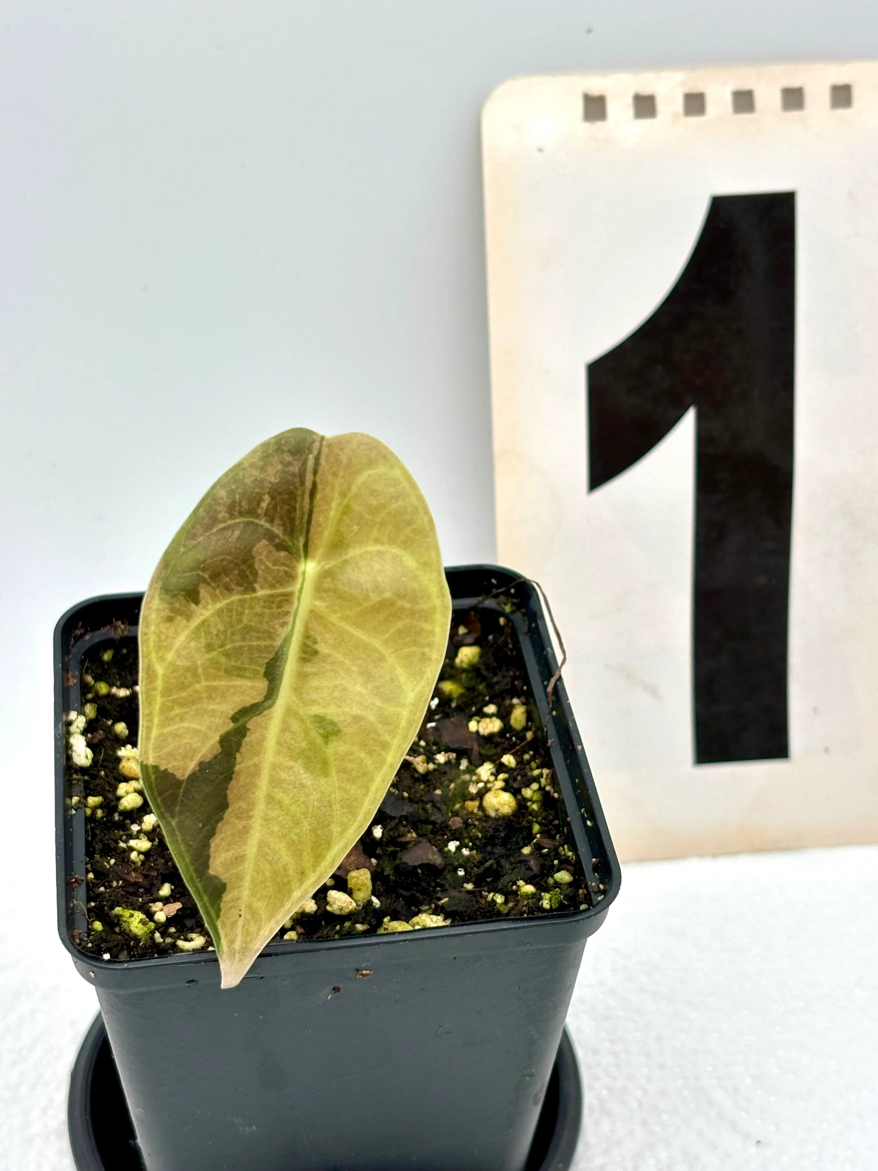 Alocasia Sedenii Aurea Variegata - Image 2