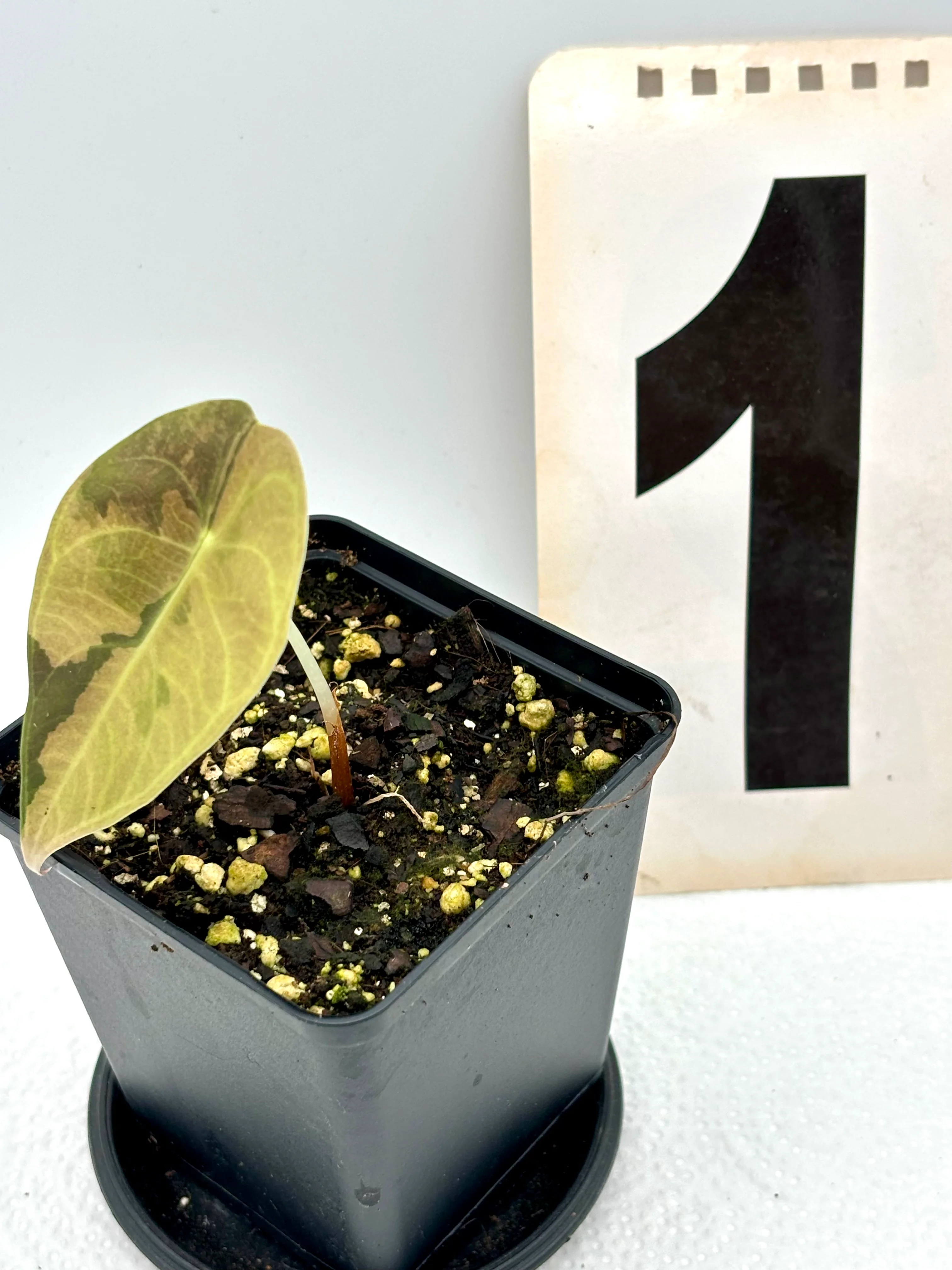 Alocasia Sedenii Aurea Variegata - Image 3