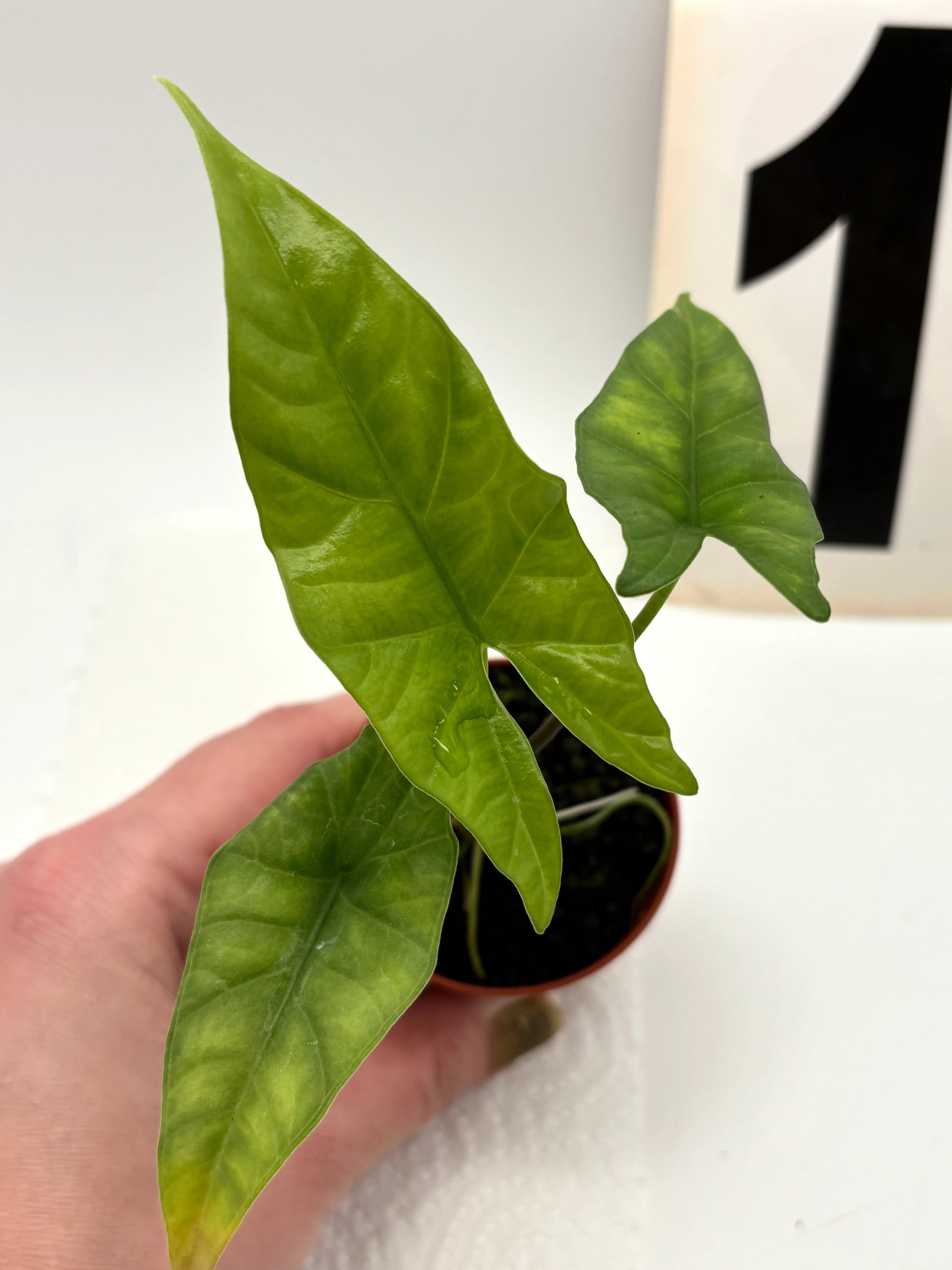 Alocasia Simpo