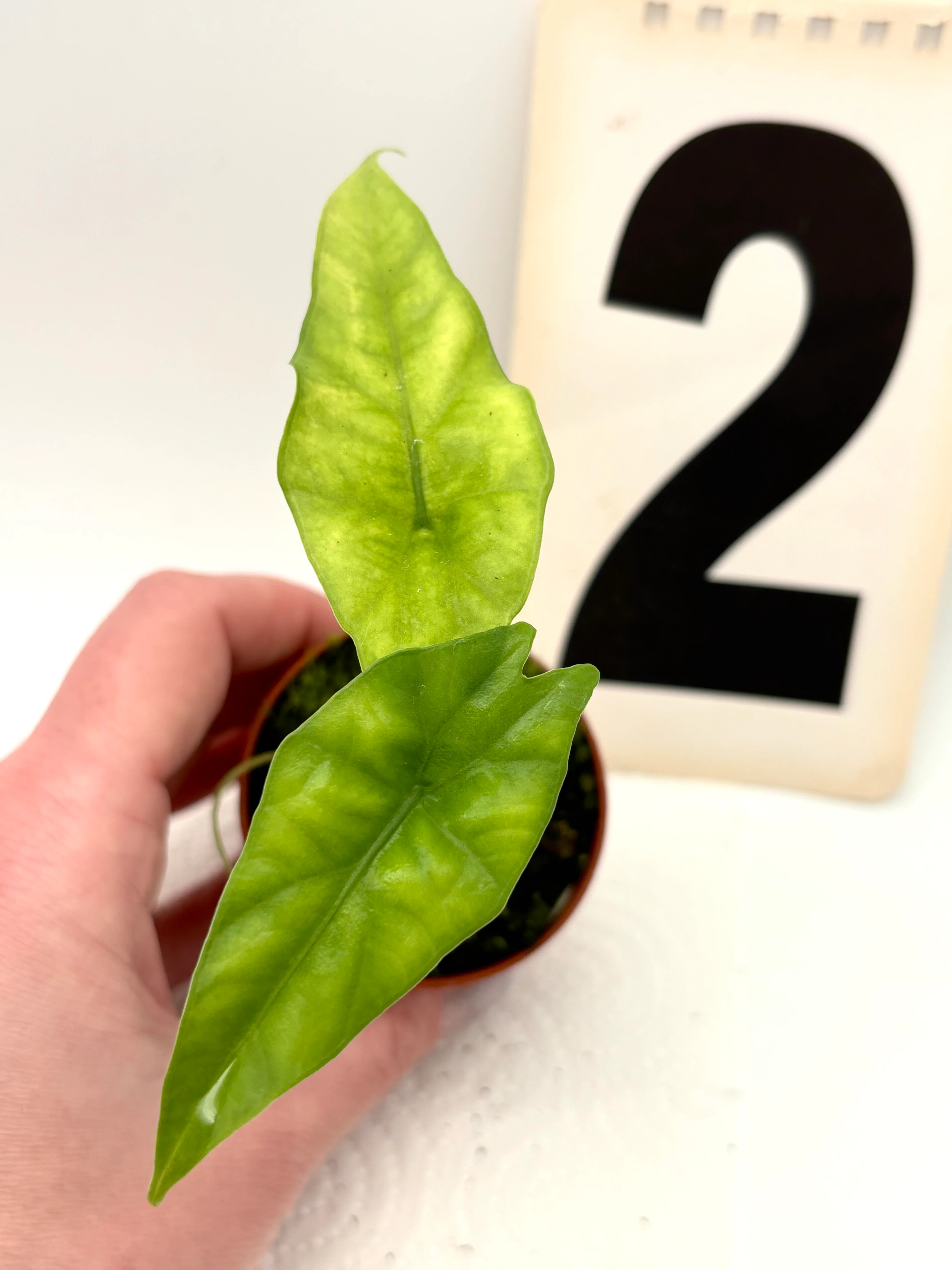 Alocasia Simpo - Image 2