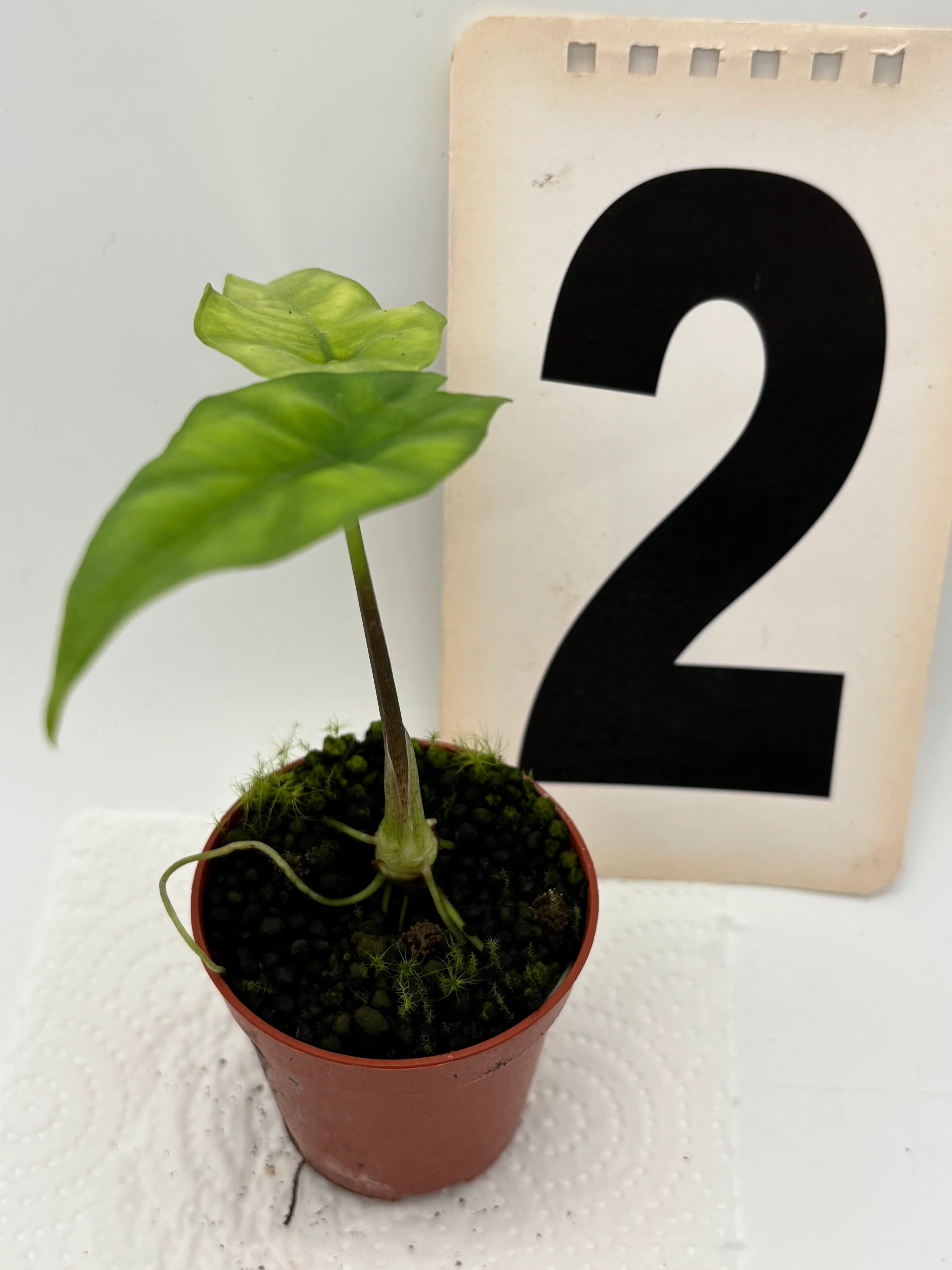 Alocasia Simpo - Image 3