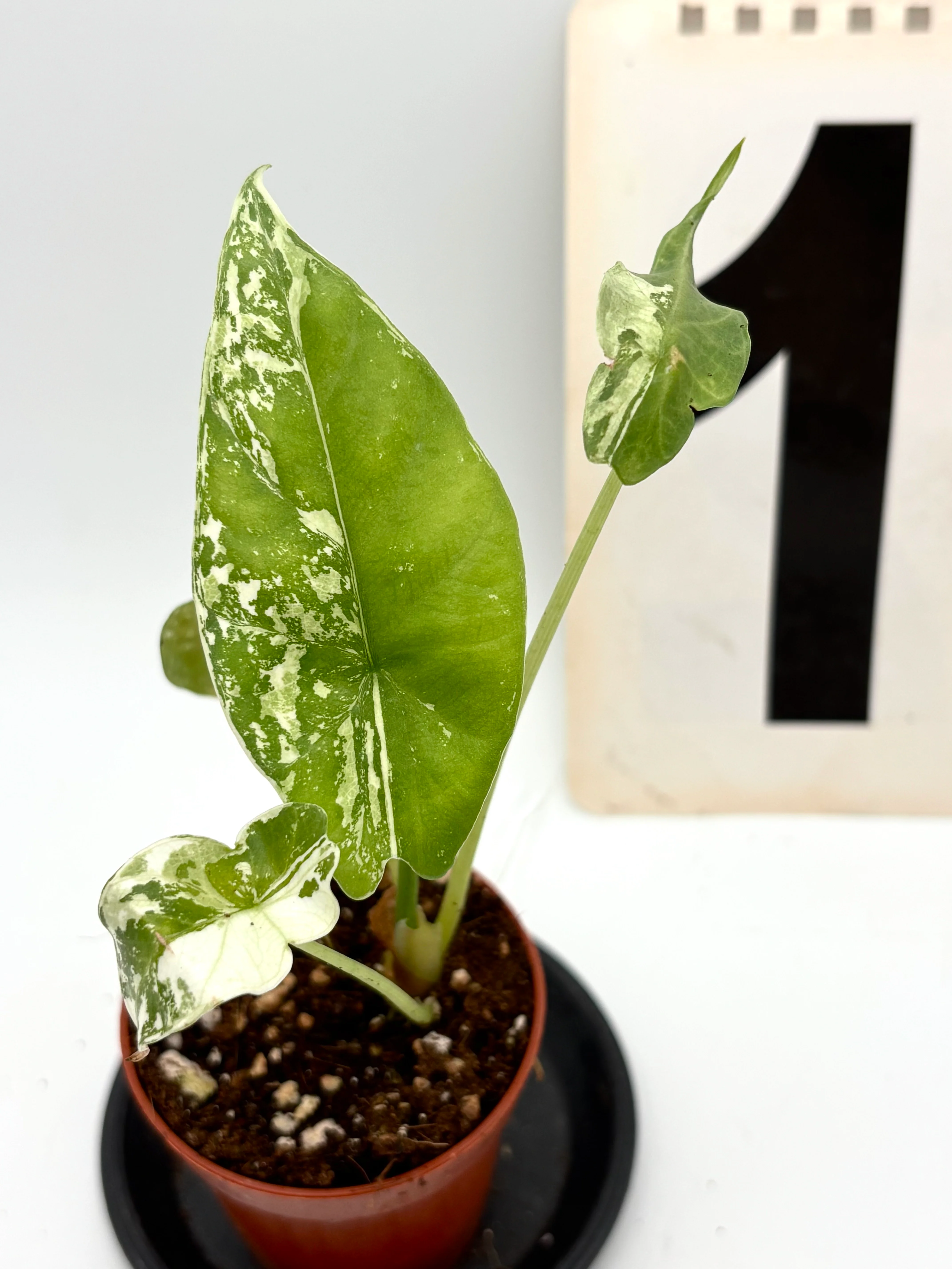 Alocasia Simpo Albo Variegata