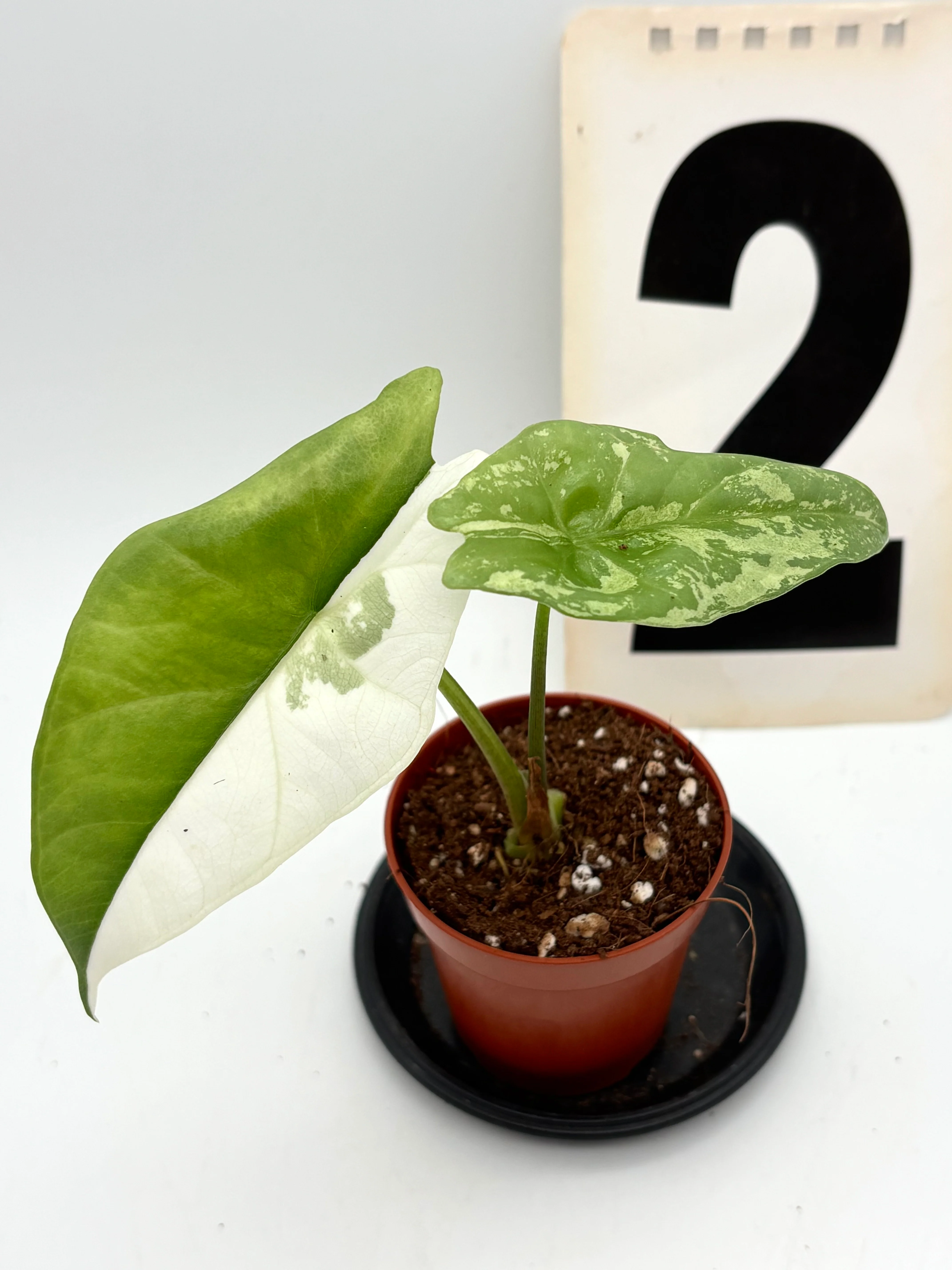 Alocasia Simpo Albo Variegata - Image 2