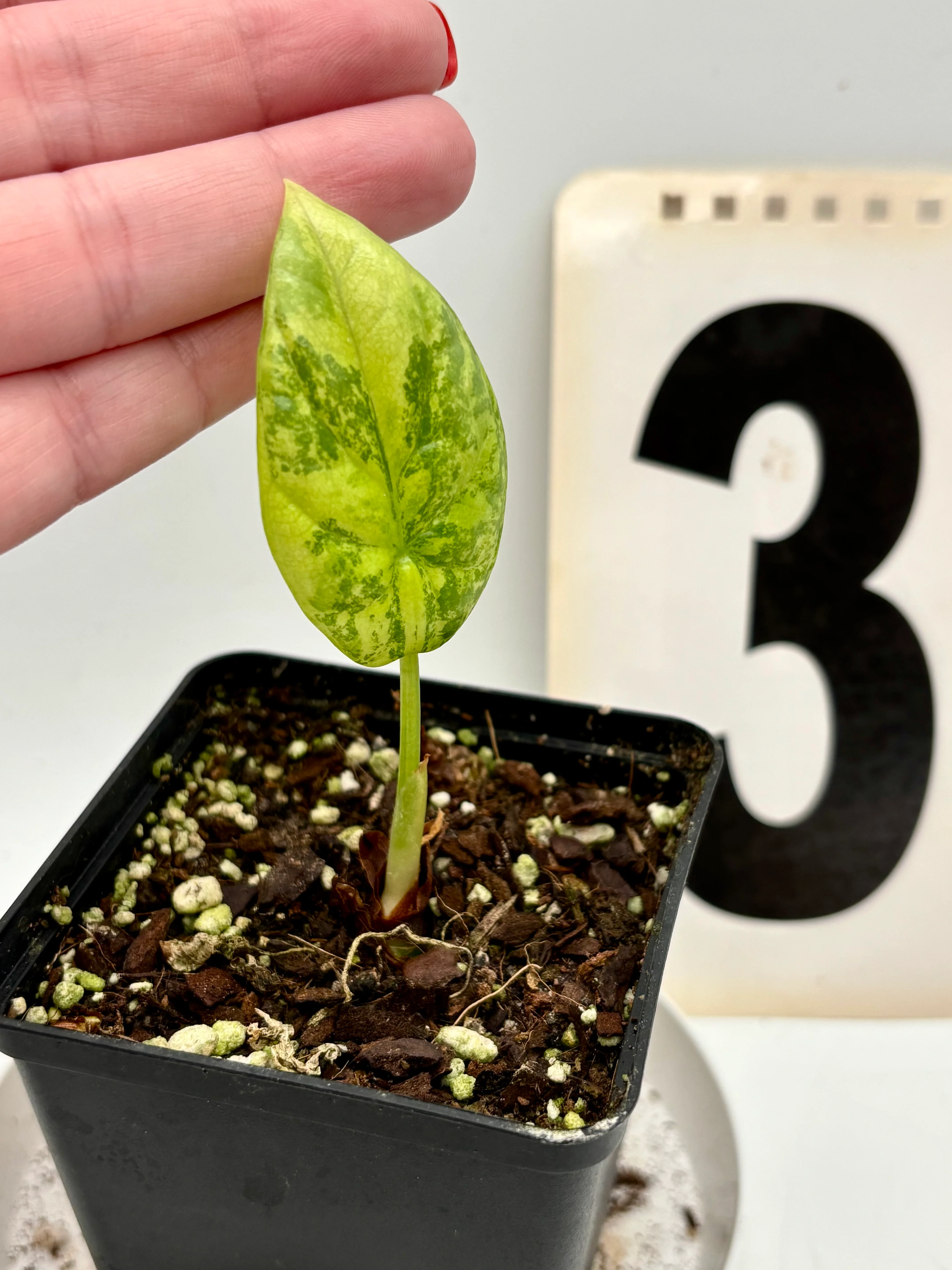 Alocasia Sinuata Variegata - Image 3