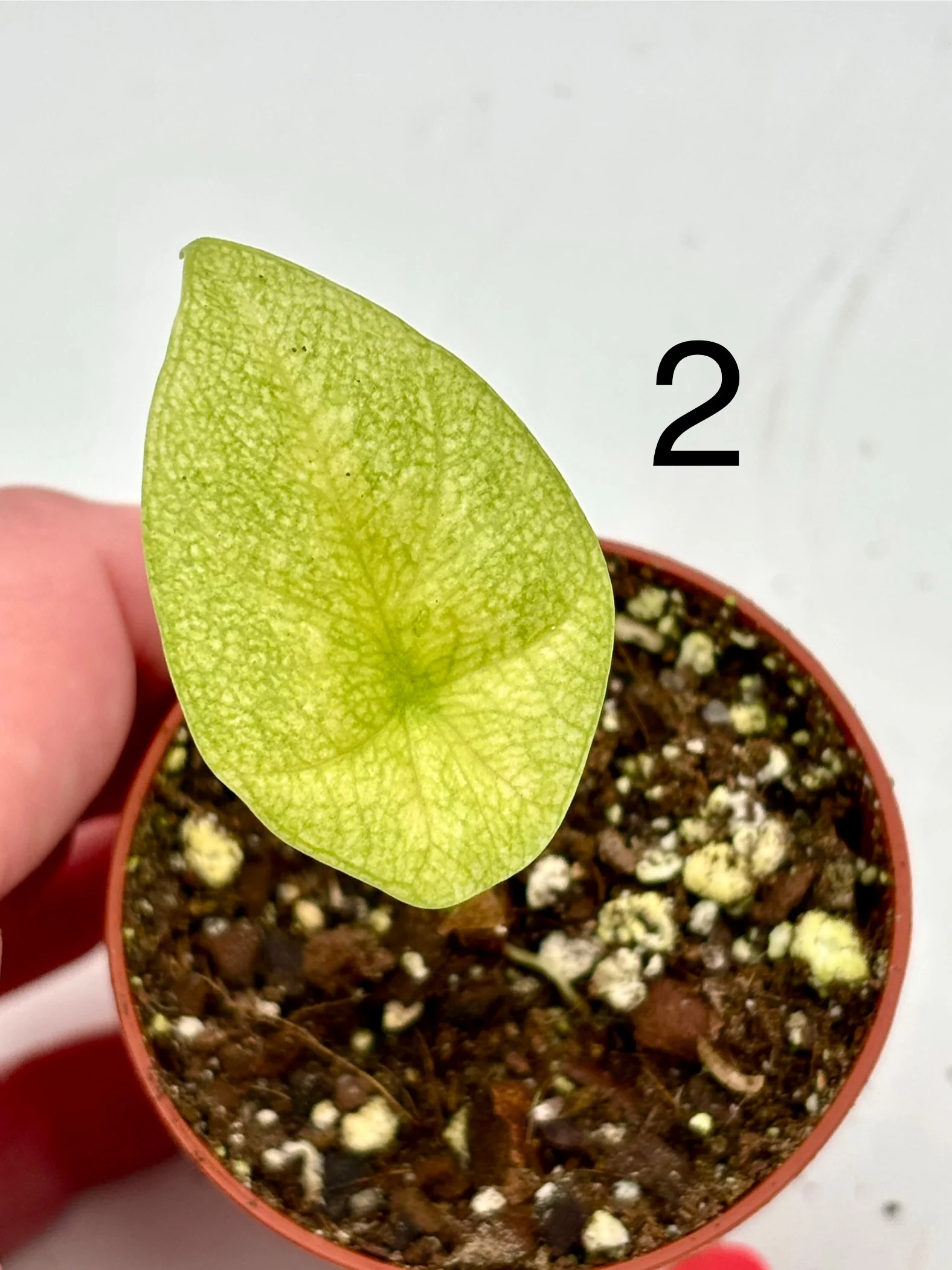 Alocasia Sinuata Variegata - Image 4