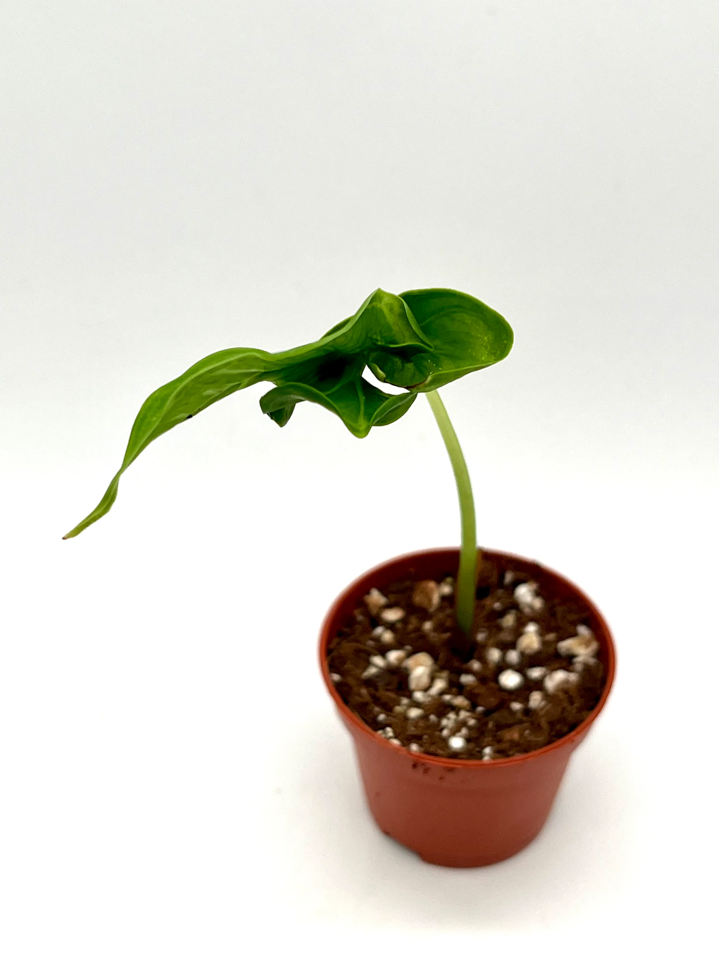Alocasia Teletubbies Baby - Image 2