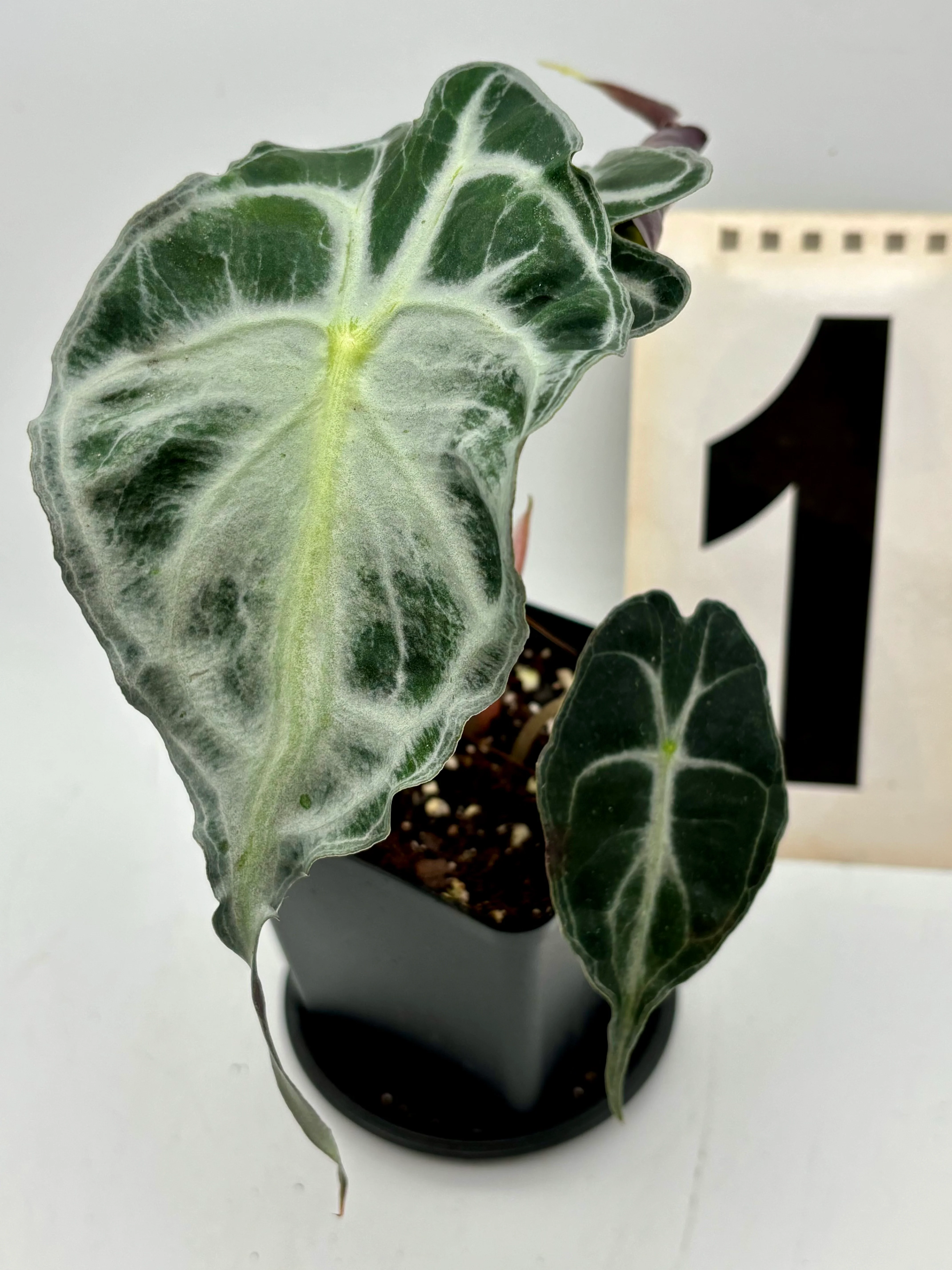 Alocasia Venom