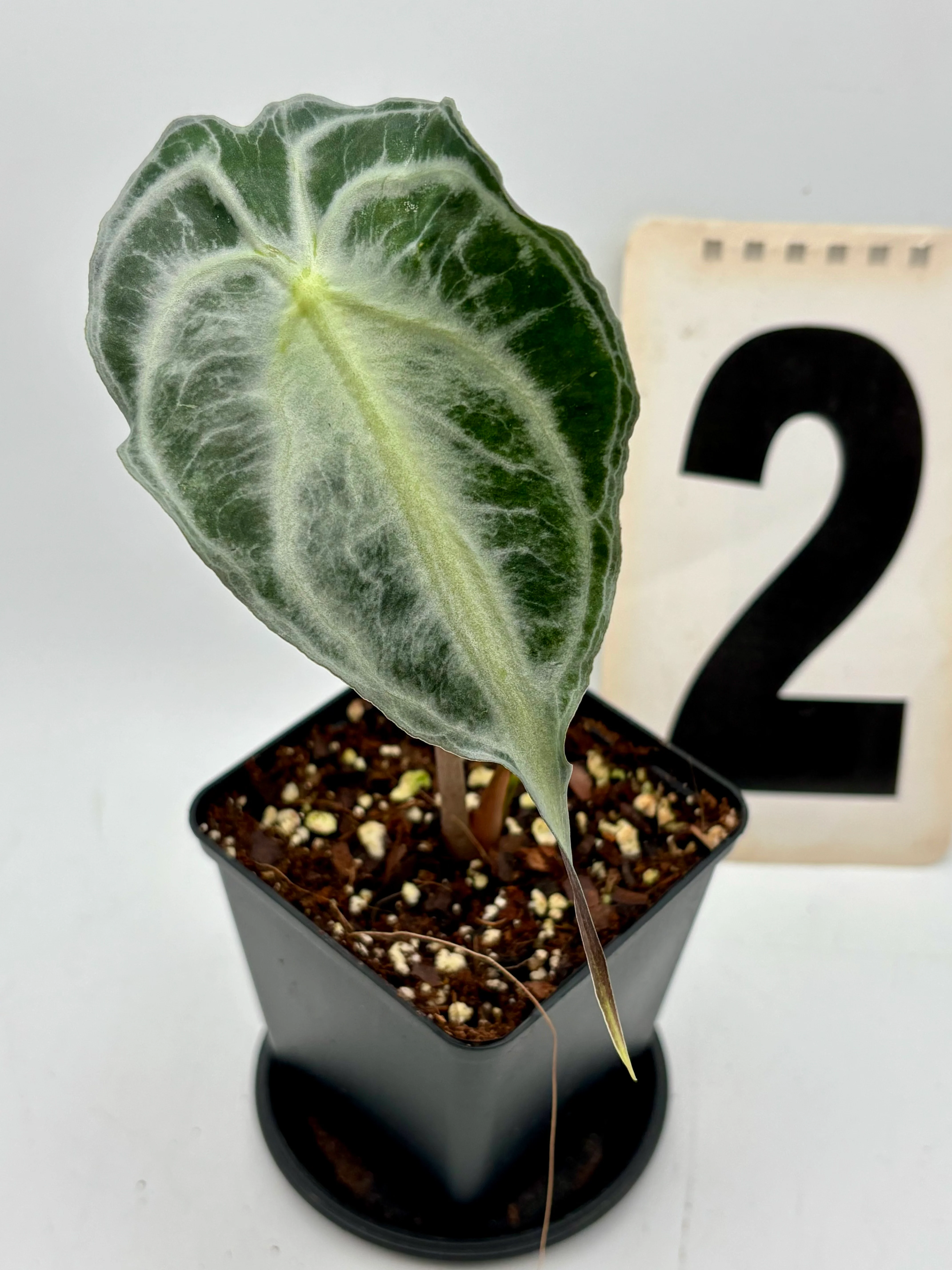 Alocasia Venom - Image 2