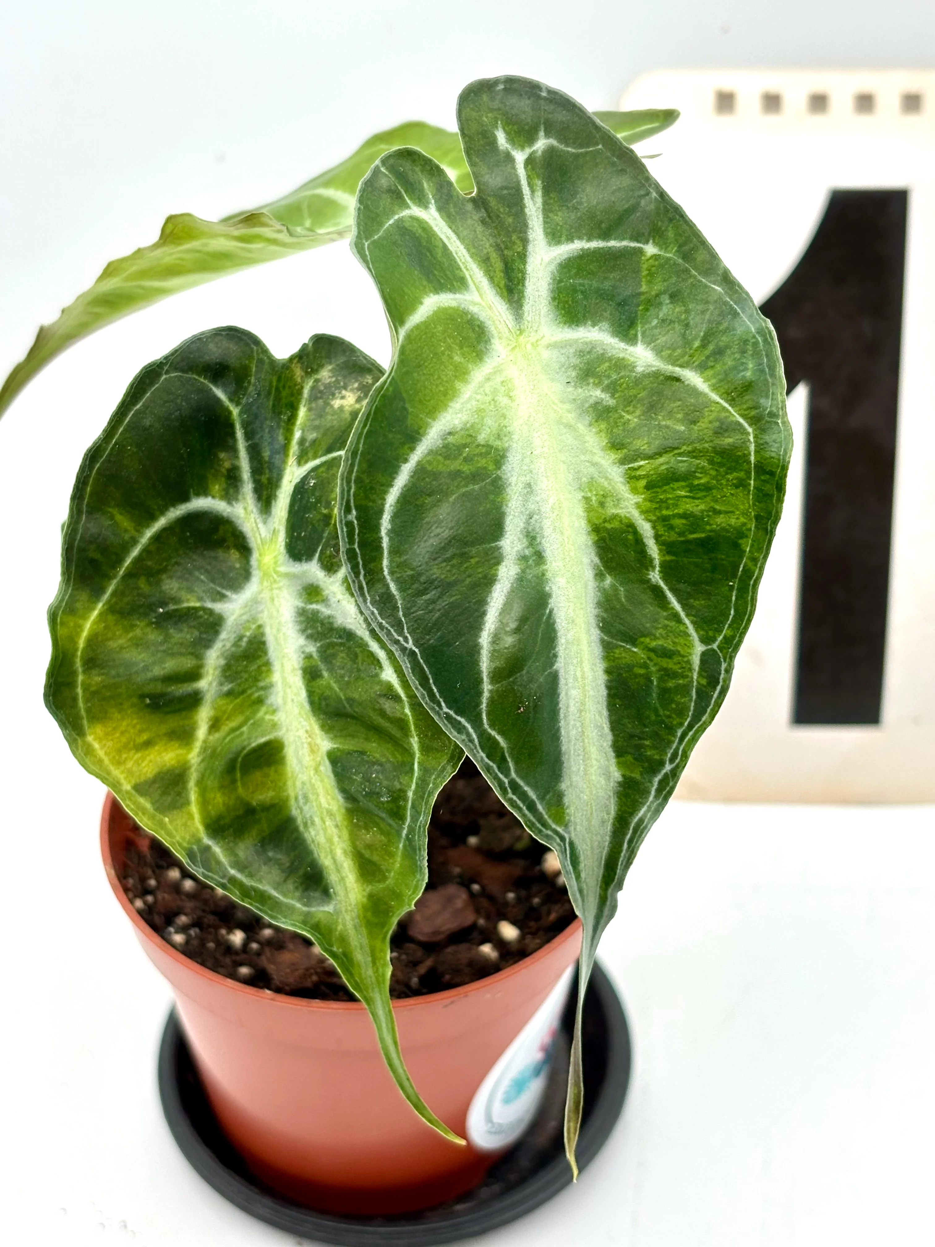 Alocasia Venom Variegata