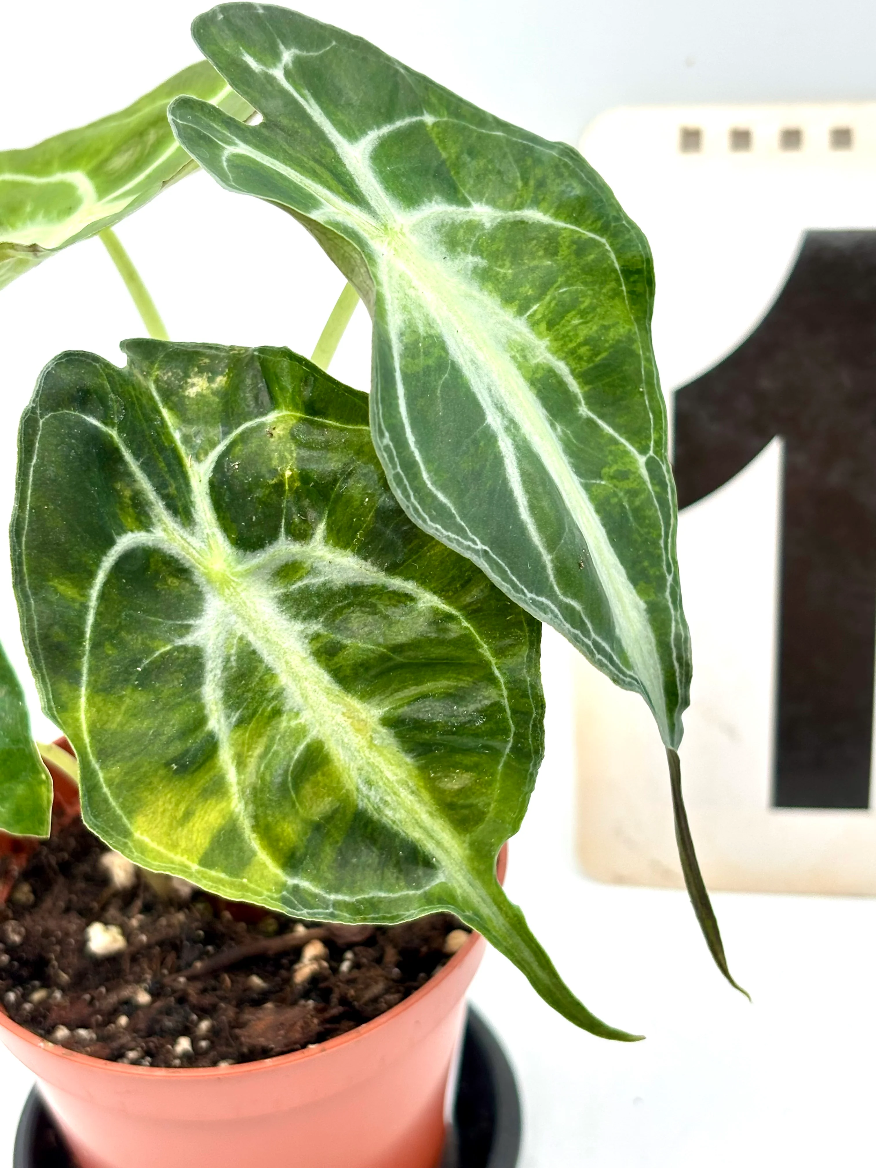 Alocasia Venom Variegata - Image 2