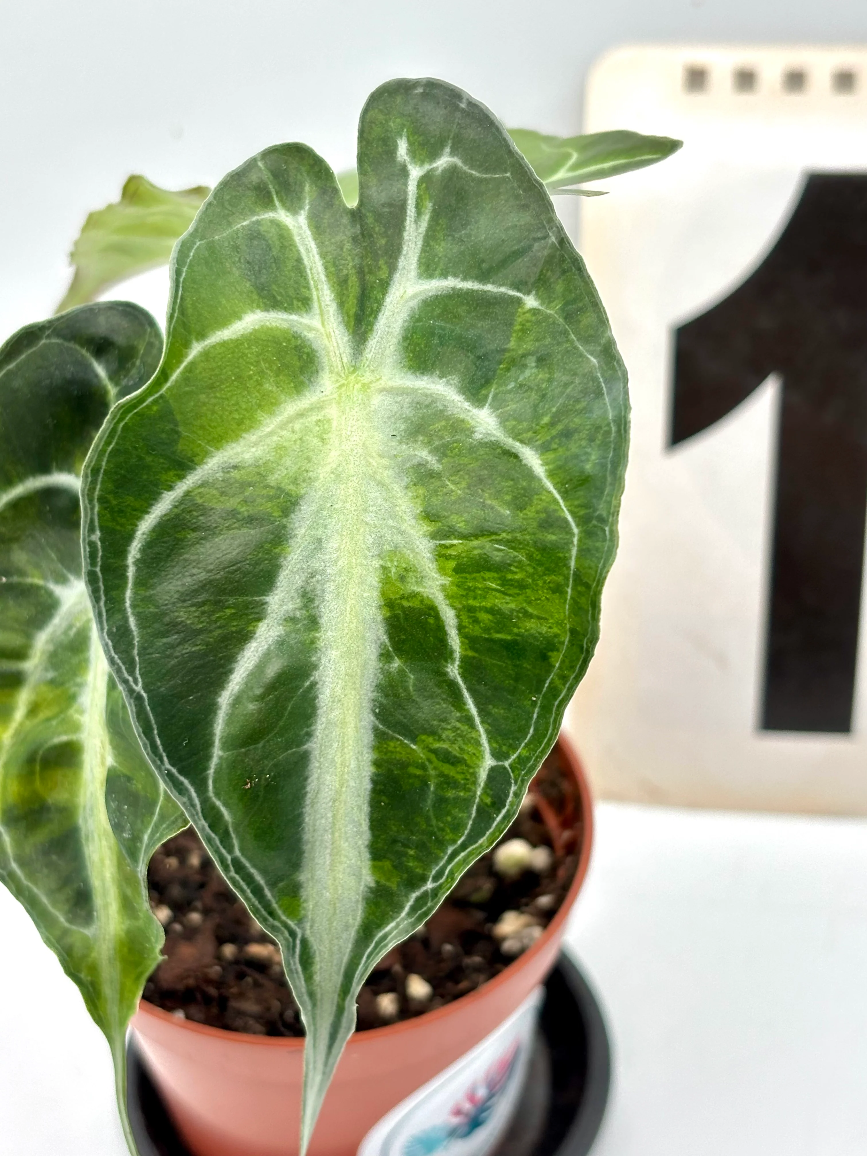 Alocasia Venom Variegata - Image 3