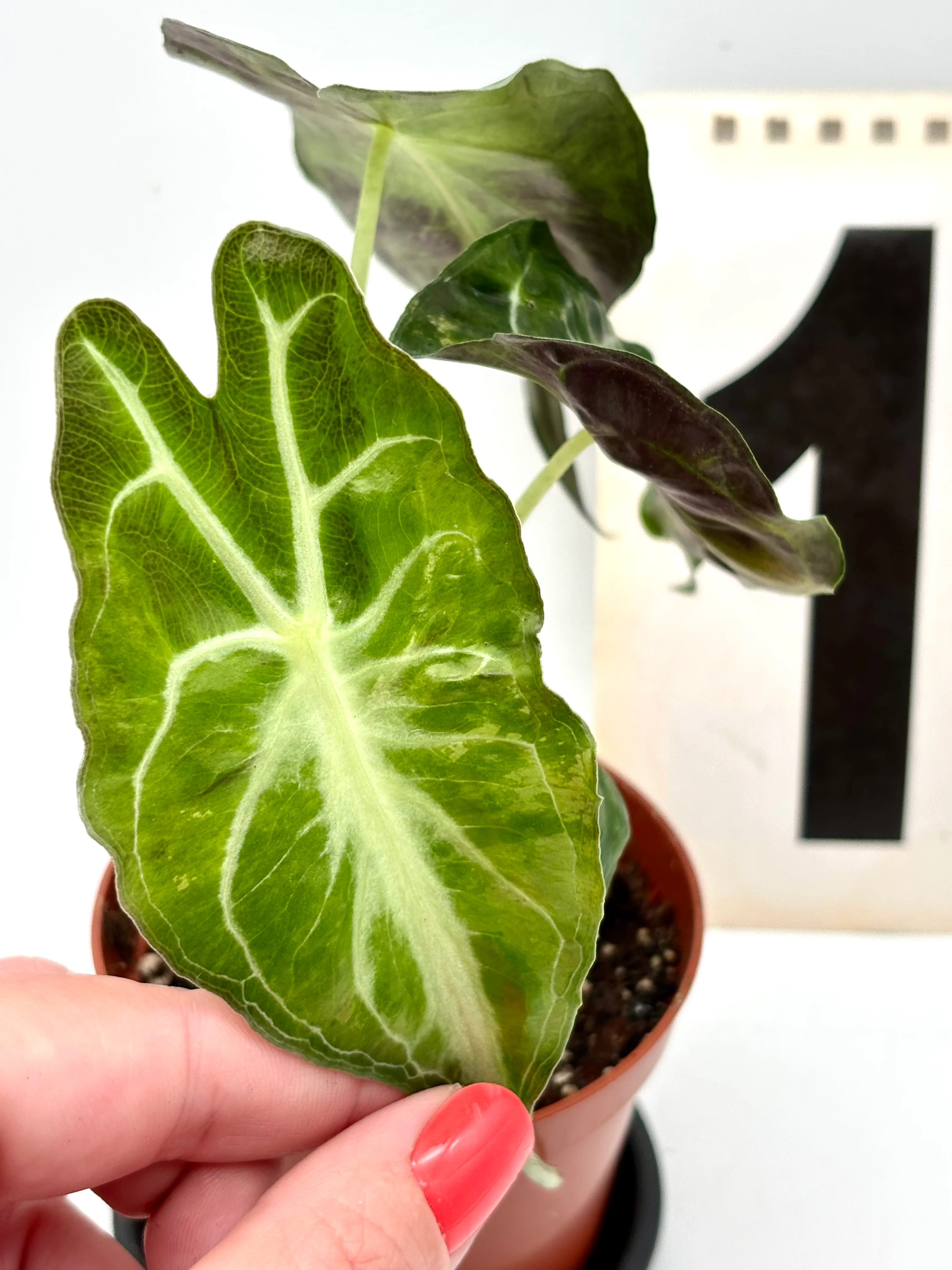 Alocasia Venom Variegata - Image 4