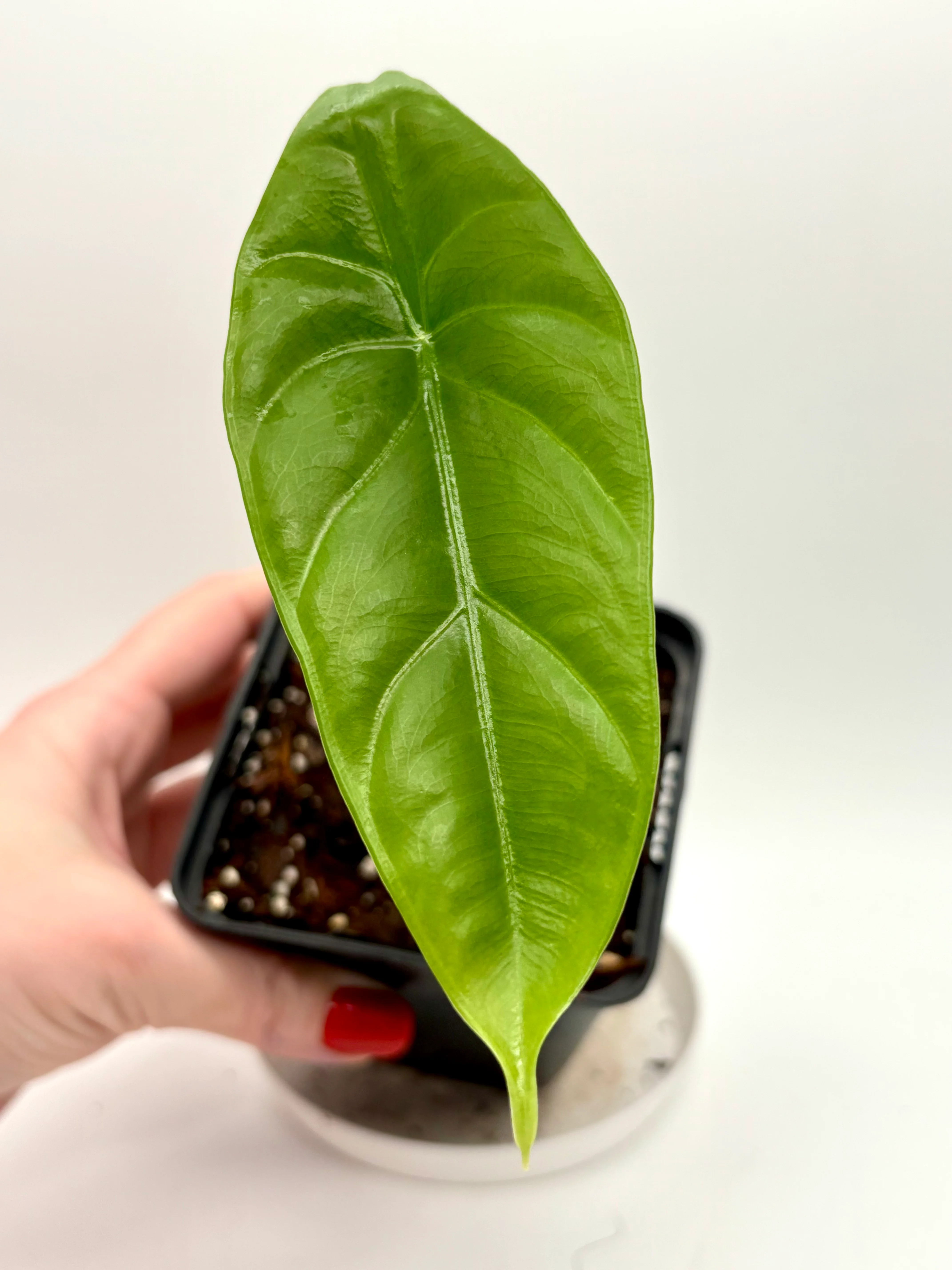 Alocasia Venusta
