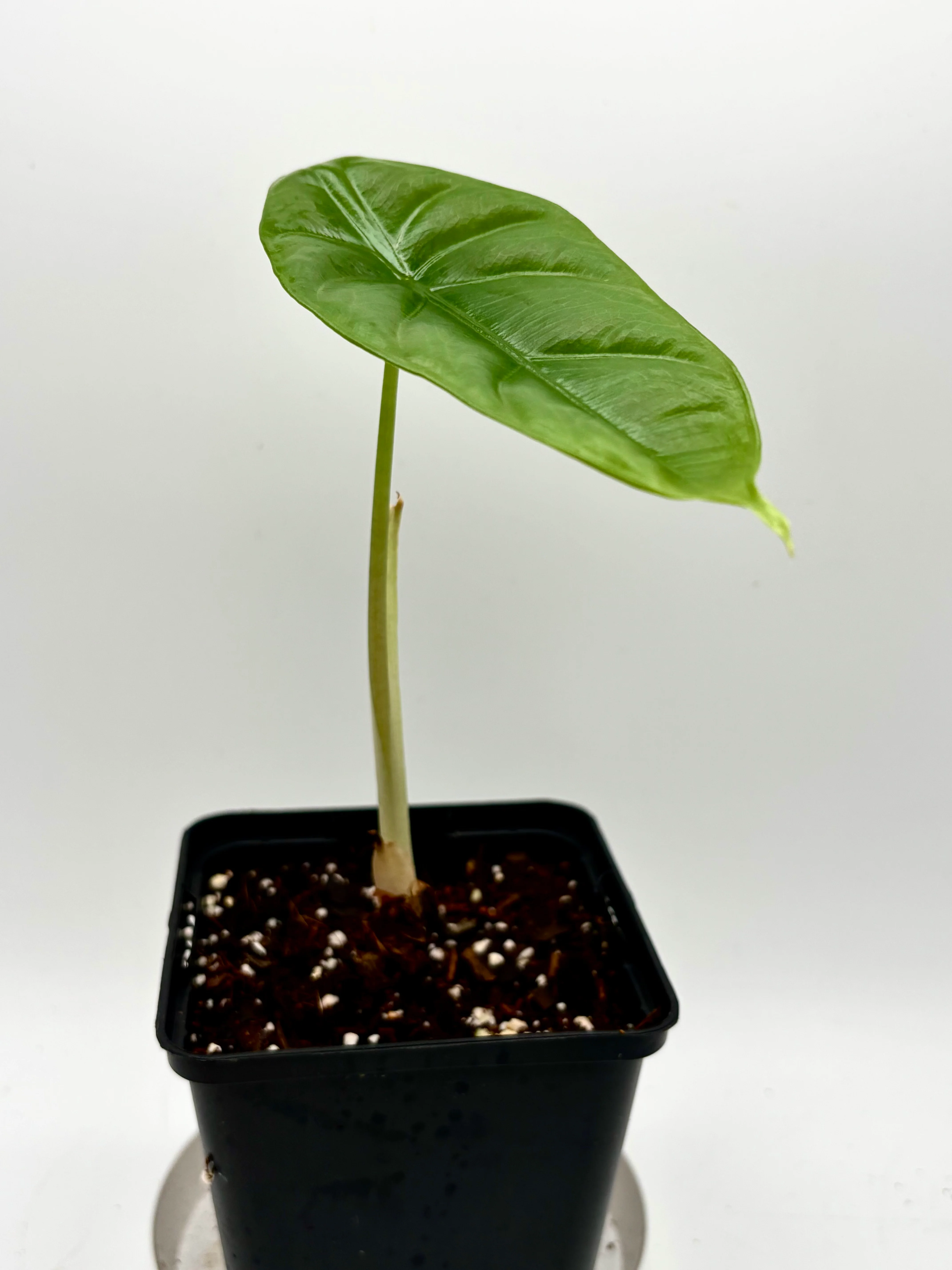 Alocasia Venusta - Image 2