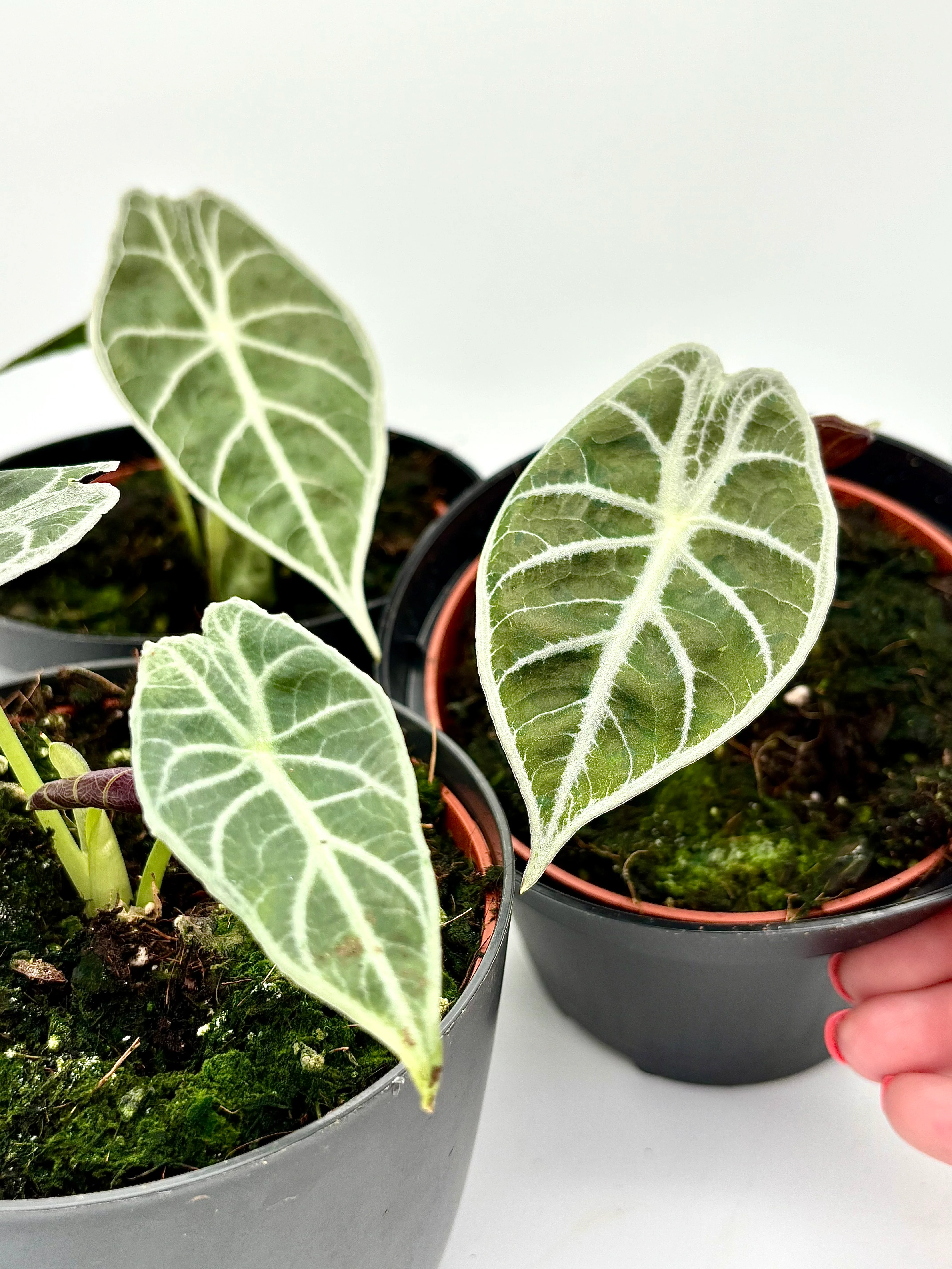 Alocasia Watsoniana Lightning