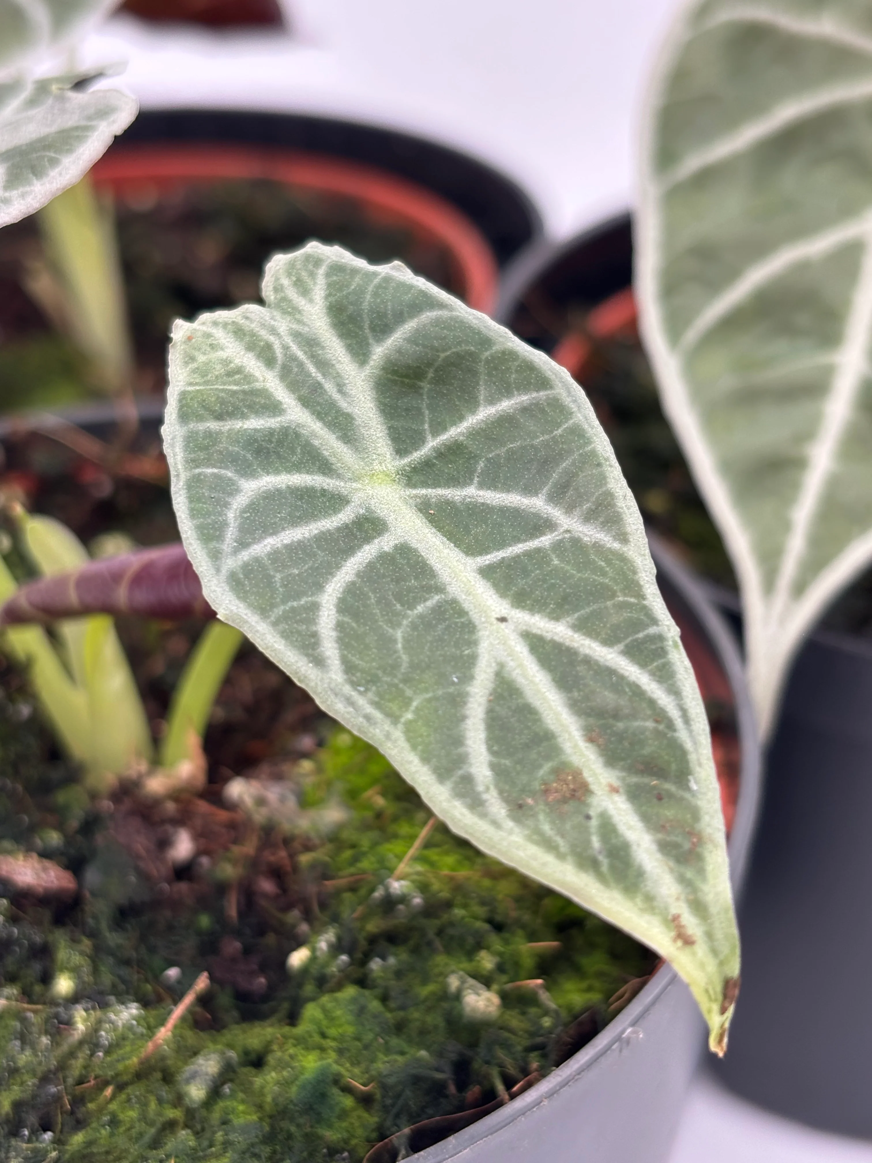 Alocasia Watsoniana Lightning - Image 2