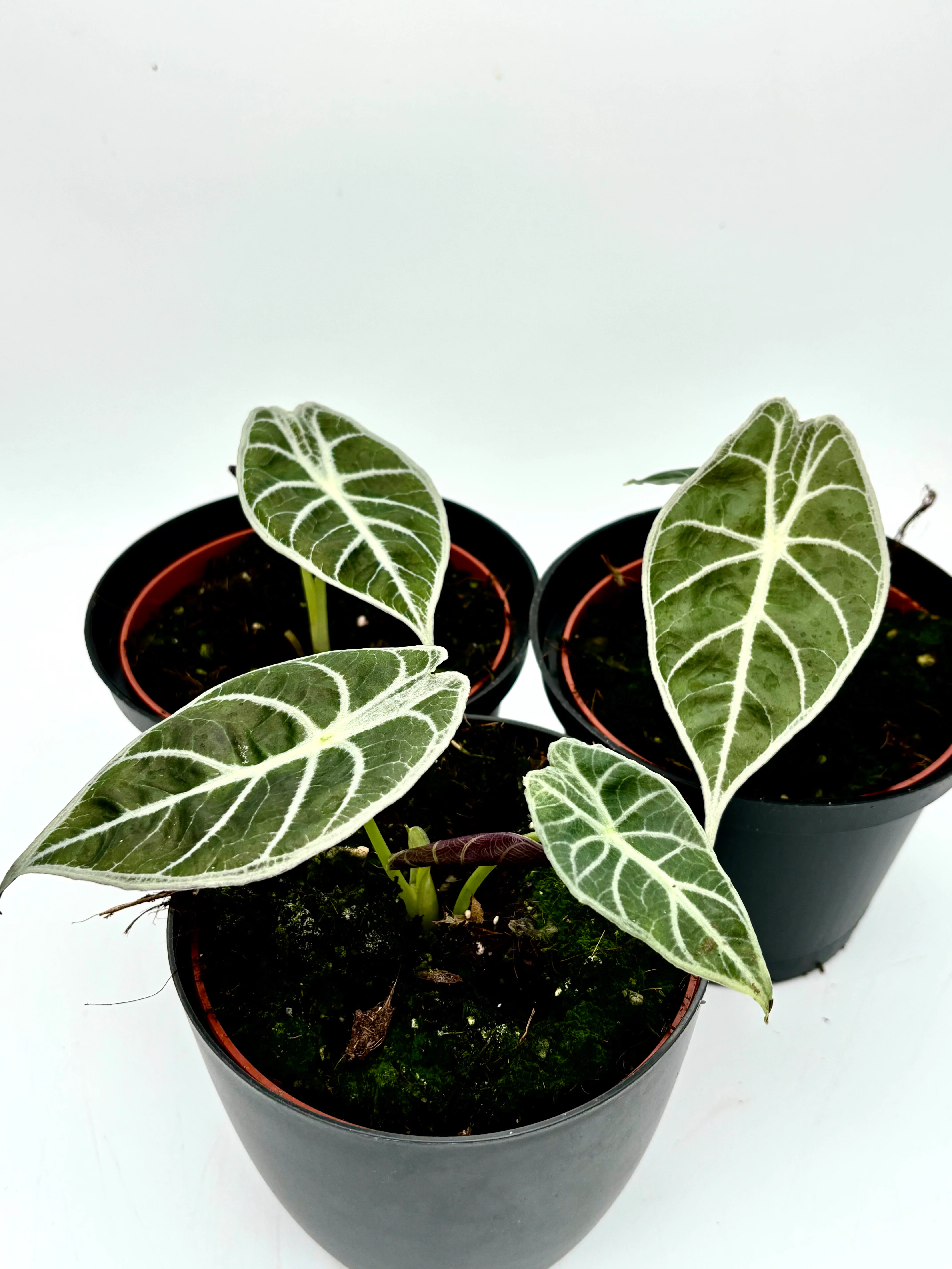 Alocasia Watsoniana Lightning - Image 3