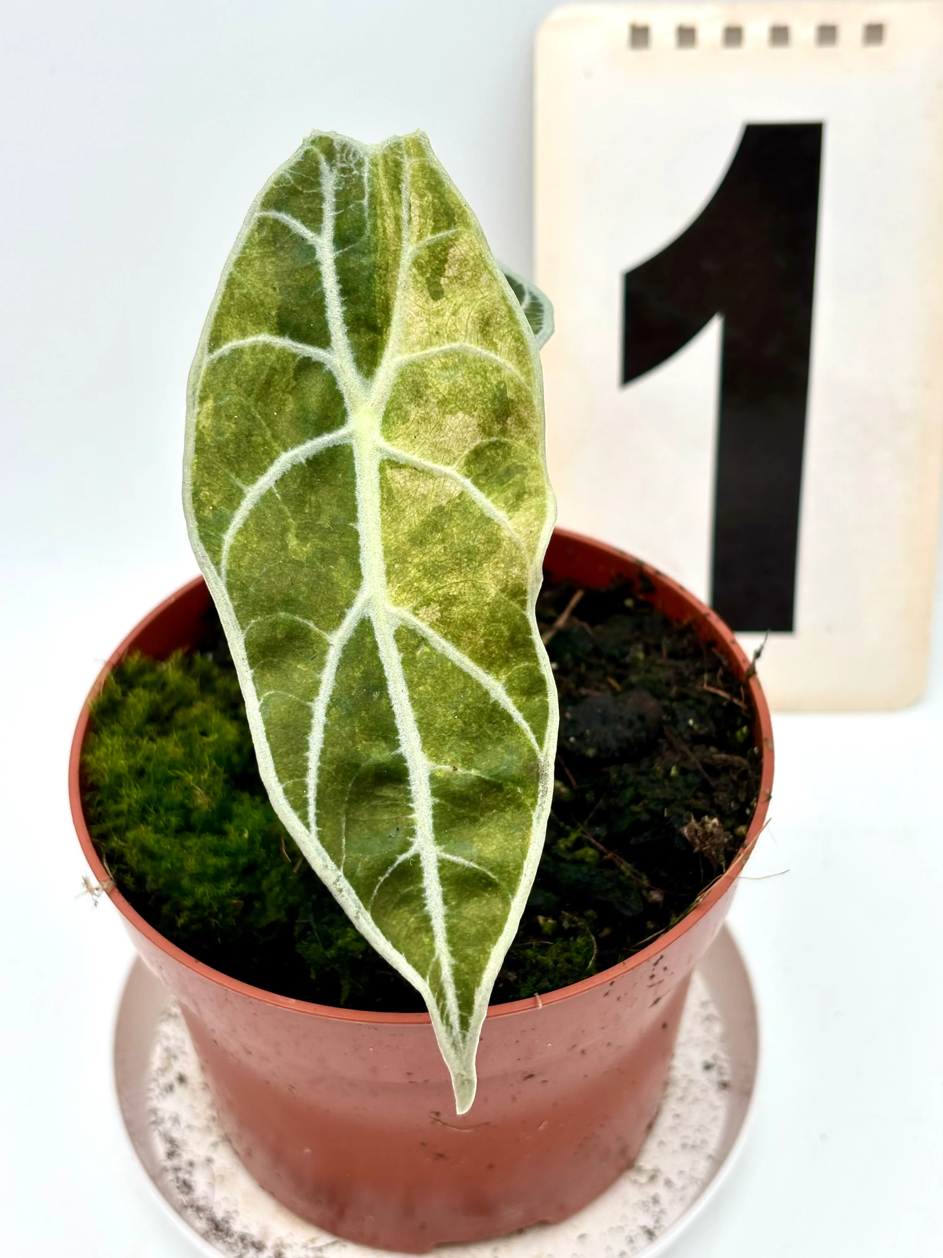 Alocasia Watsoniana Lightning Variegata